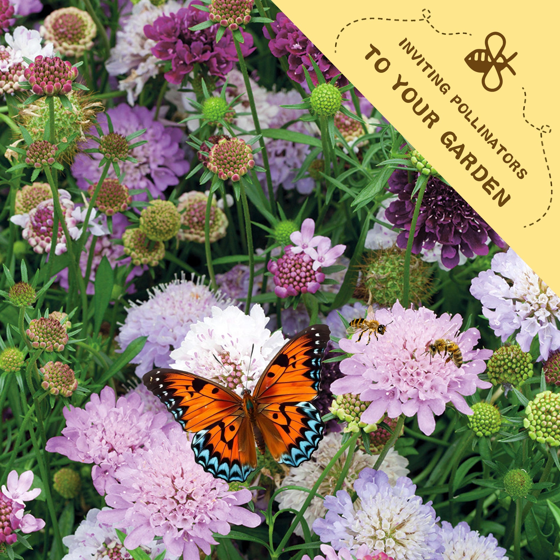 Butterfly on Pincushion Flower Scabiosa Seeds pink flowers with a label inviting pollinators to your garden.