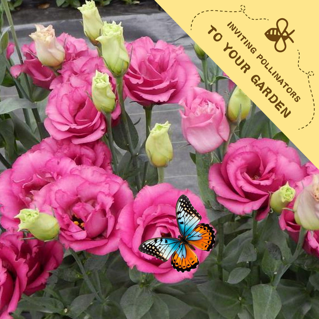 Double Rose Varieties Lisianthus Seeds Pink flowers with a butterfly and a yellow banner inviting pollinators to the garden.