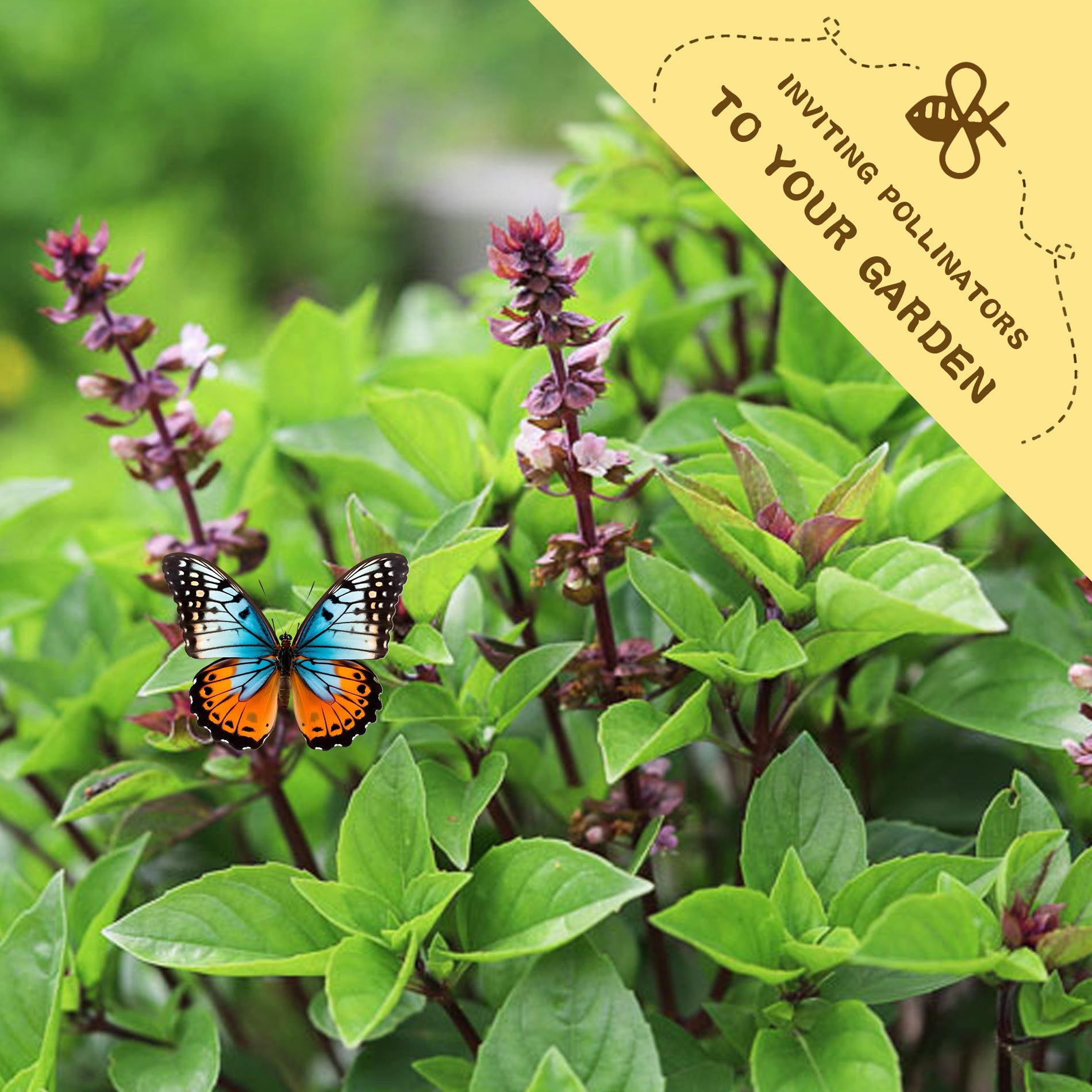 Ornamental Basil Seeds Butterfly on a leaf with a yellow banner inviting pollinators to the garden.