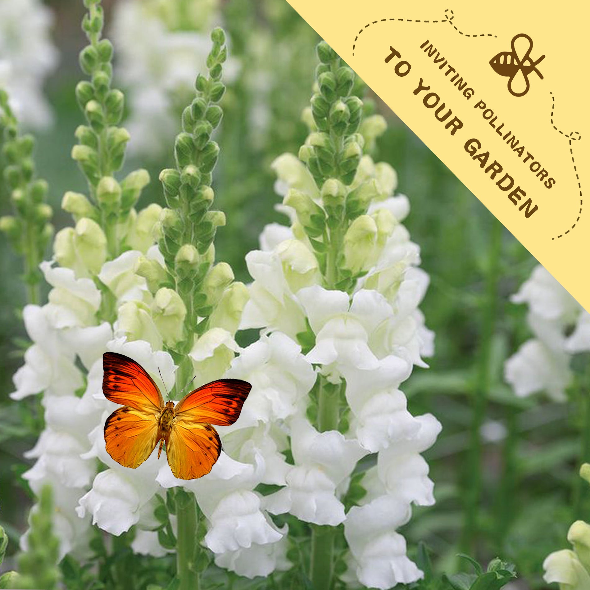 Butterfly on Tall Antirrhinum Snapdragon Seeds white flowers with a yellow banner inviting pollinators to the garden.