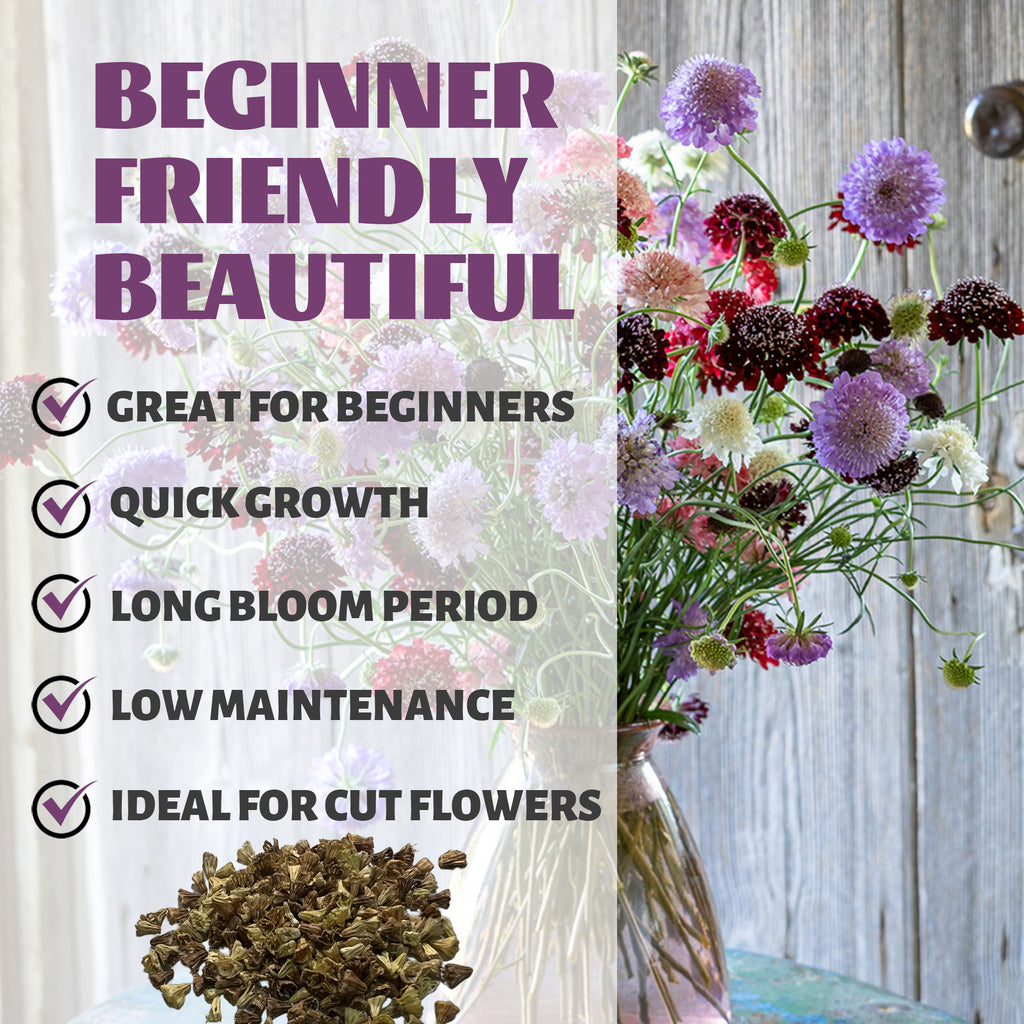 Pincushion Flower Scabiosa Seeds Floral arrangement with text highlighting features like 'Great for Beginners', 'Quick Growth', 'Long Bloom Period', 'Low Maintenance', and 'Ideal for Cut Flowers'.