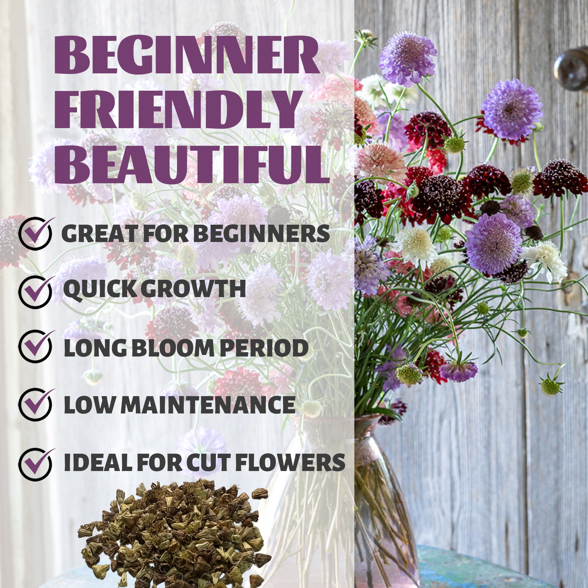 Pincushion Flower Scabiosa Seeds Floral arrangement with text highlighting features like 'Great for Beginners', 'Quick Growth', 'Long Bloom Period', 'Low Maintenance', and 'Ideal for Cut Flowers'.