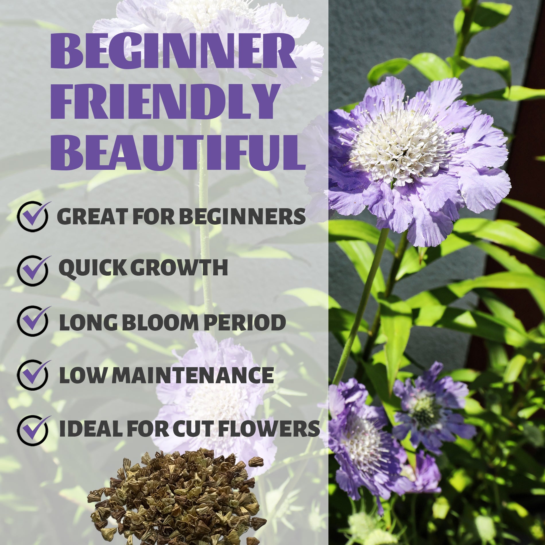 Pincushion Flower Scabiosa Seeds Purple flowers with text about being beginner-friendly, quick-growing, and ideal for cut flowers.