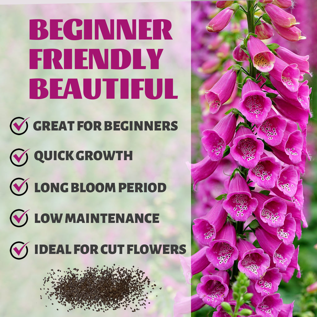 Pink foxglove flowers with text about being beginner-friendly, great for beginners, quick growth, long bloom period, low maintenance, and ideal for cut flowers.Foxglove Spires Digitalis Seeds