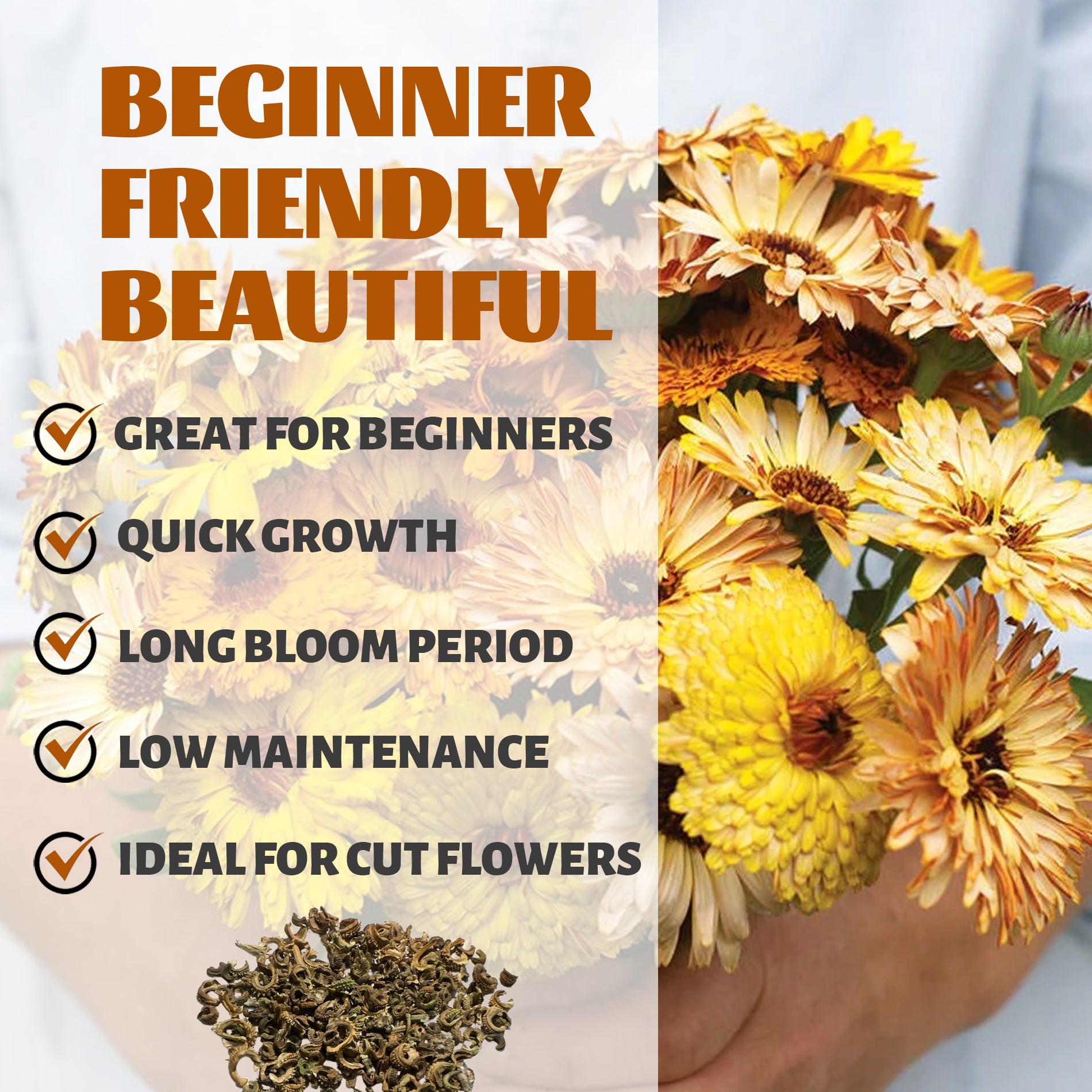 Bouquet of flowers with text highlighting features like 'Great for Beginners', 'Quick Growth', 'Long Bloom Period', 'Low Maintenance', and 'Ideal for Cut Flowers'.English Marigold Scotch Marigold Calendula Seeds