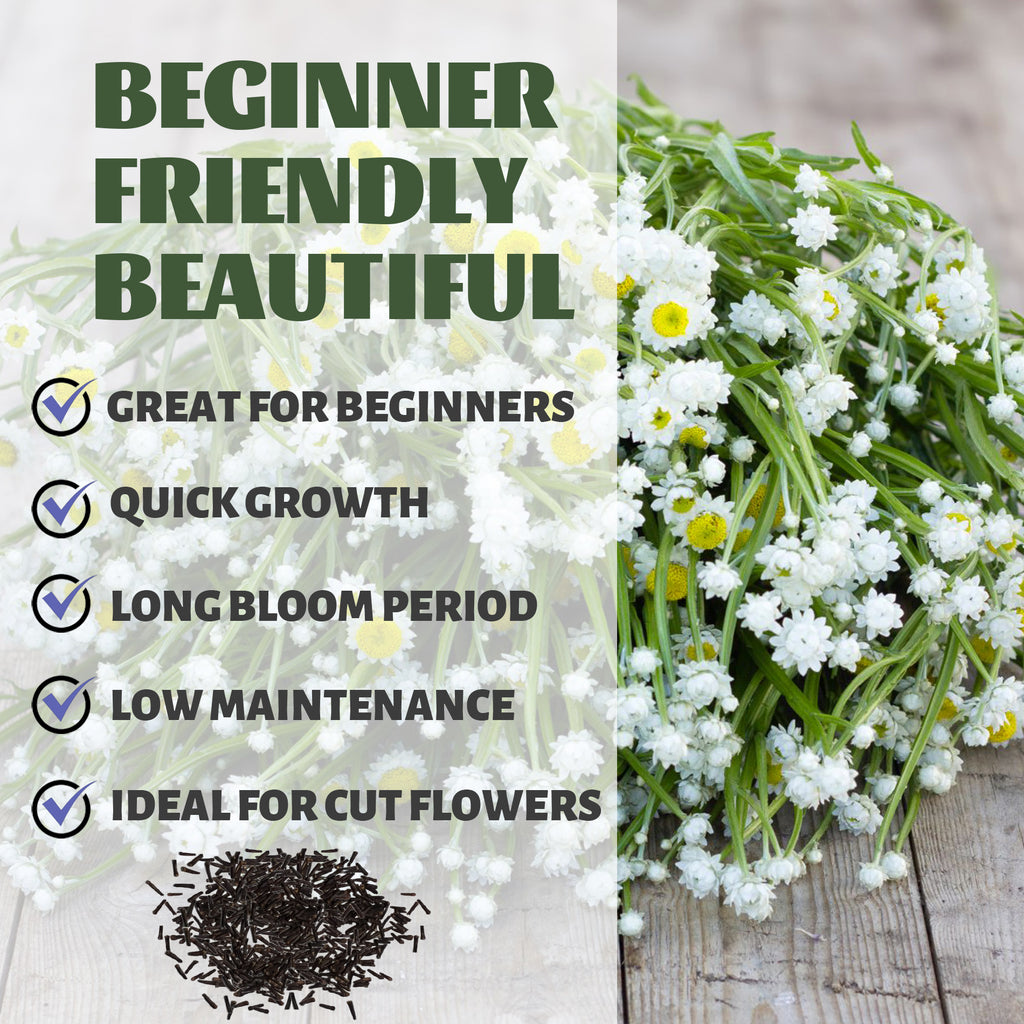 Floral arrangement with text highlighting features like 'Great for Beginners', 'Quick Growth', 'Long Bloom Period', 'Low Maintenance', and 'Ideal for Cut Flowers'.Winged Everlasting Dried Flower Ammobium Seeds