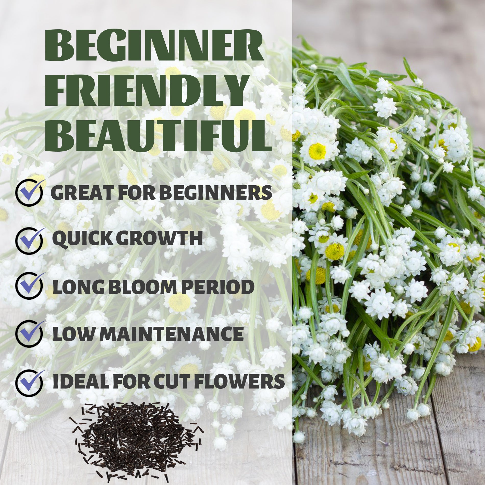 Floral arrangement with text highlighting features like 'Great for Beginners', 'Quick Growth', 'Long Bloom Period', 'Low Maintenance', and 'Ideal for Cut Flowers'.Winged Everlasting Dried Flower Ammobium Seeds