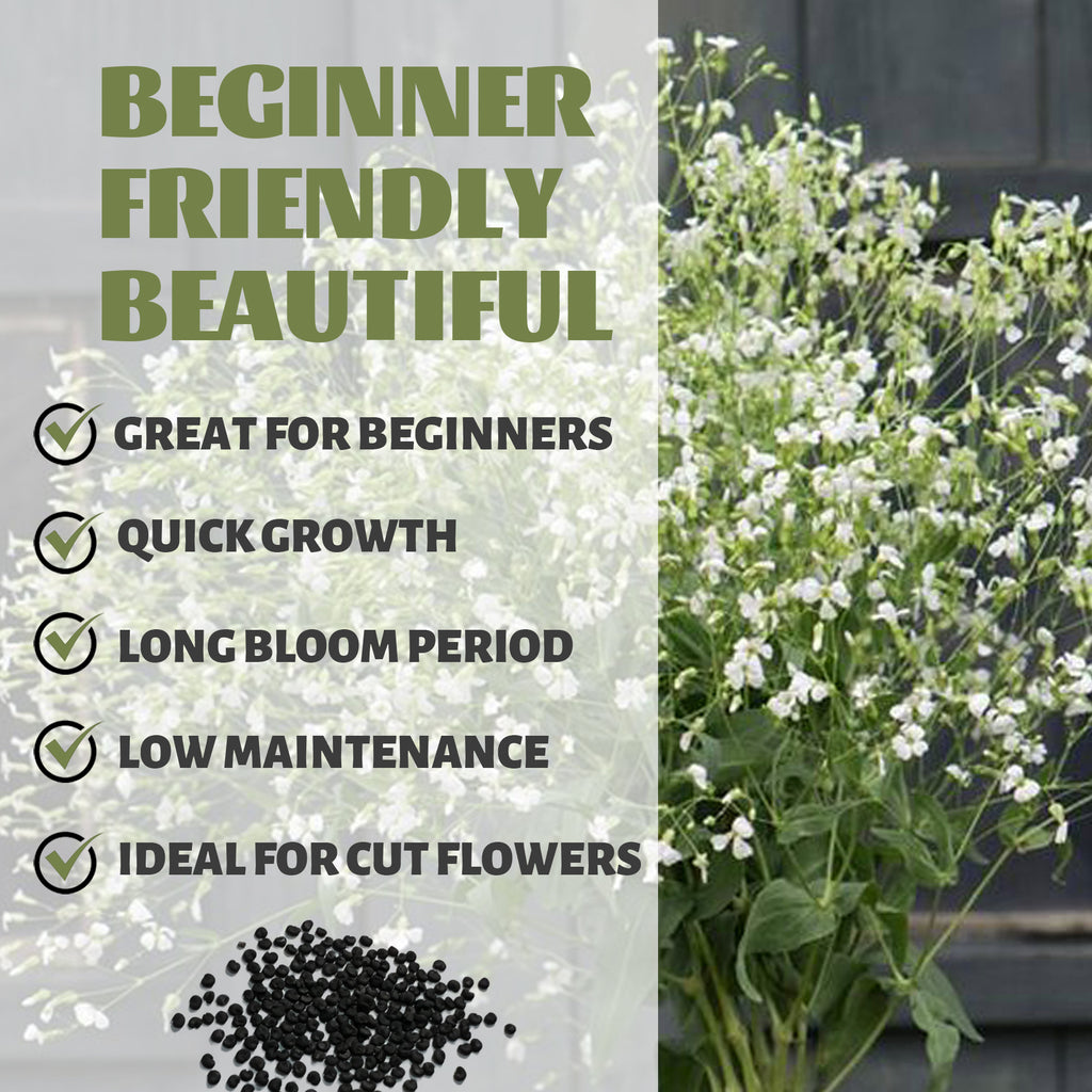 Soapwort Bouncing Bet Saponaria Seeds White flowers with text about plant characteristics on a gray background