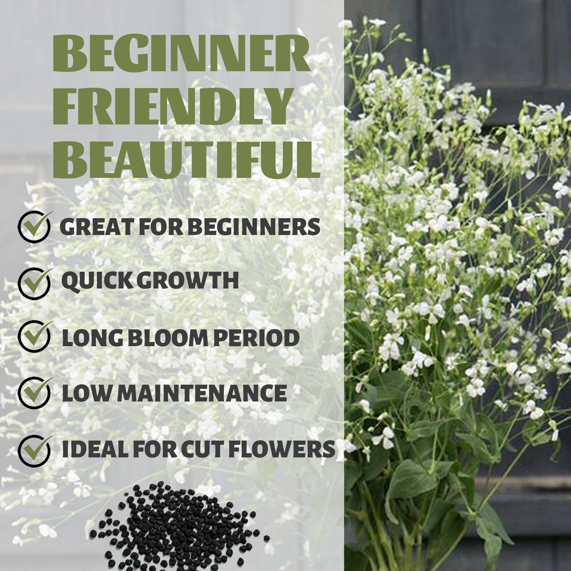 Soapwort Bouncing Bet Saponaria Seeds White flowers with text about plant characteristics on a gray background