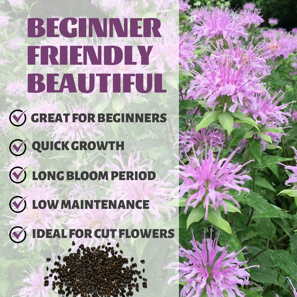 Bee Balm Bergamot Monarda Seeds Purple flowers with text highlighting features like 'Great for Beginners', 'Quick Growth', 'Long Bloom Period', 'Low Maintenance', and 'Ideal for Cut Flowers'.