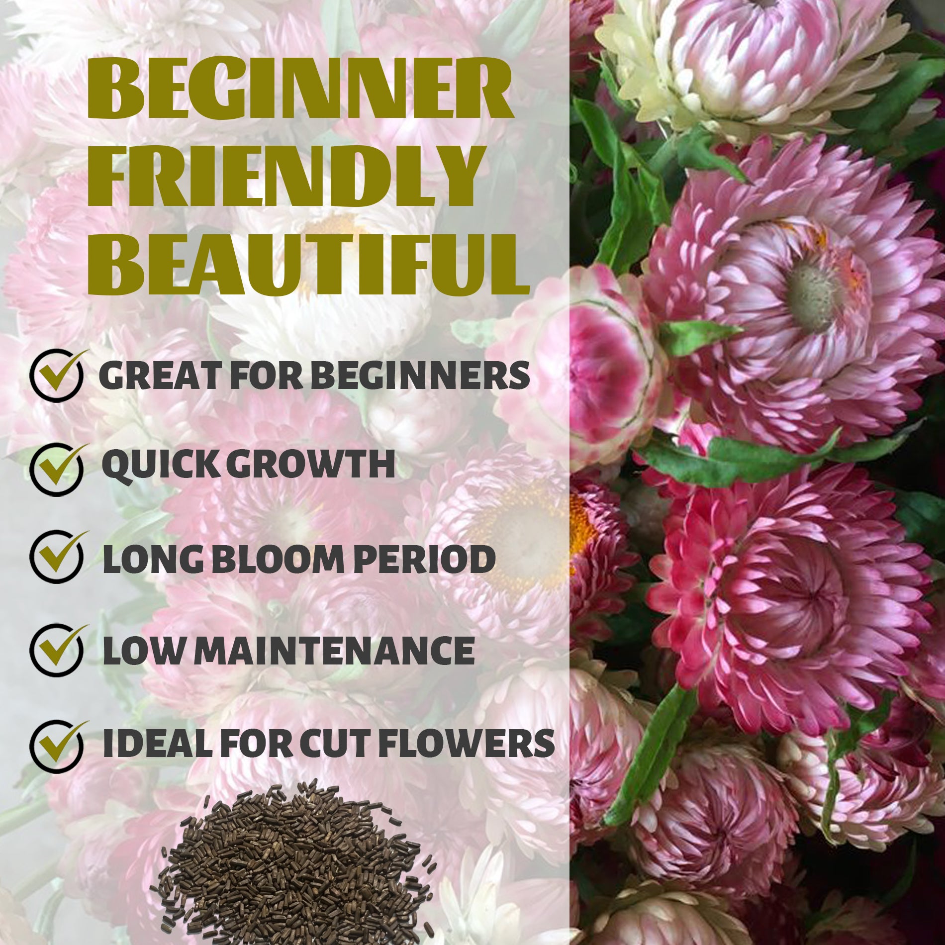 Floral arrangement with text highlighting features like 'Great for Beginners', 'Quick Growth', 'Long Bloom Period', 'Low Maintenance', and 'Ideal for Cut Flowers'.Everlasting Flower Strawflower Seeds