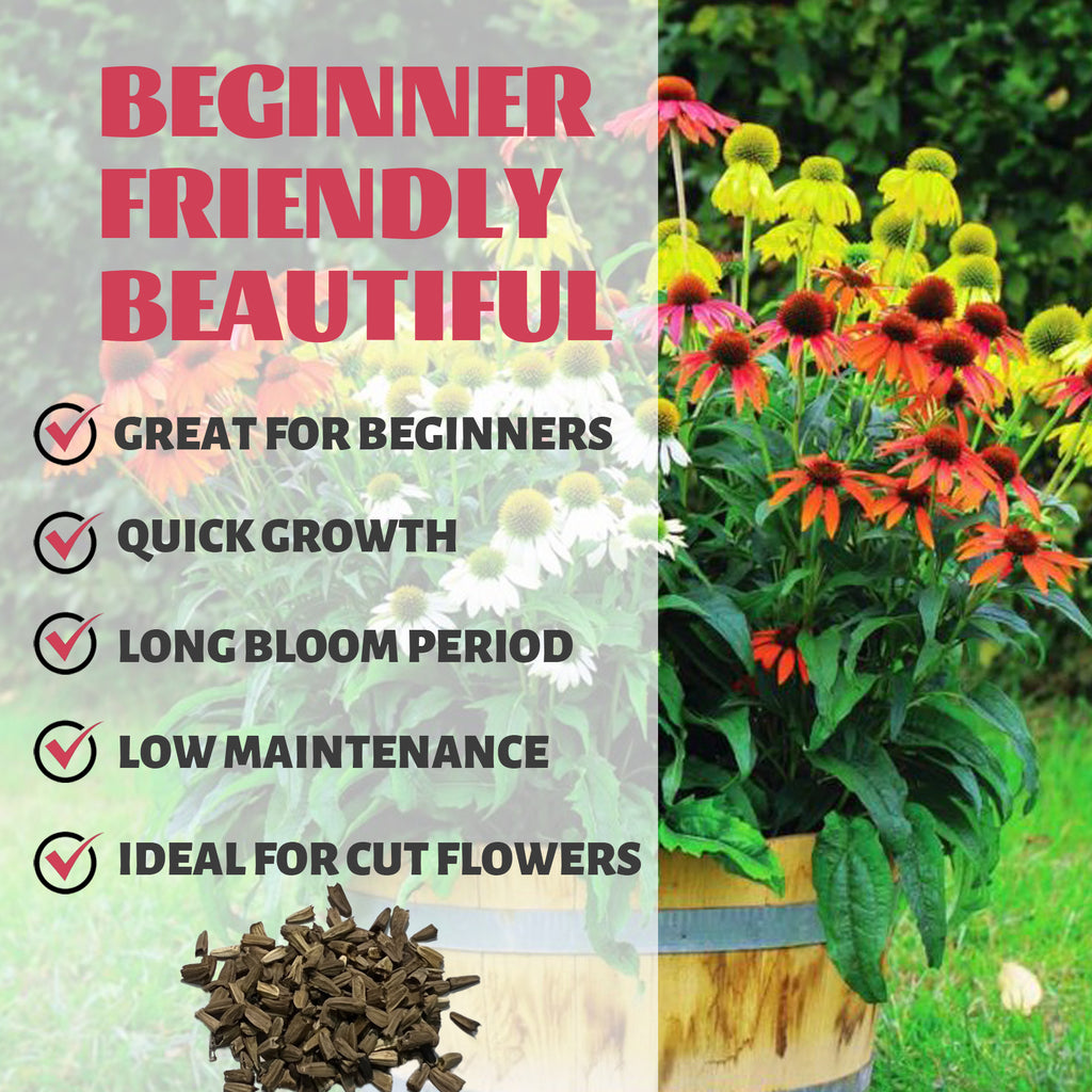 Gardening setup with flowers, soil, and text highlighting features like 'Great for Beginners' and 'Quick Growth'.Coneflower Echinacea Seeds