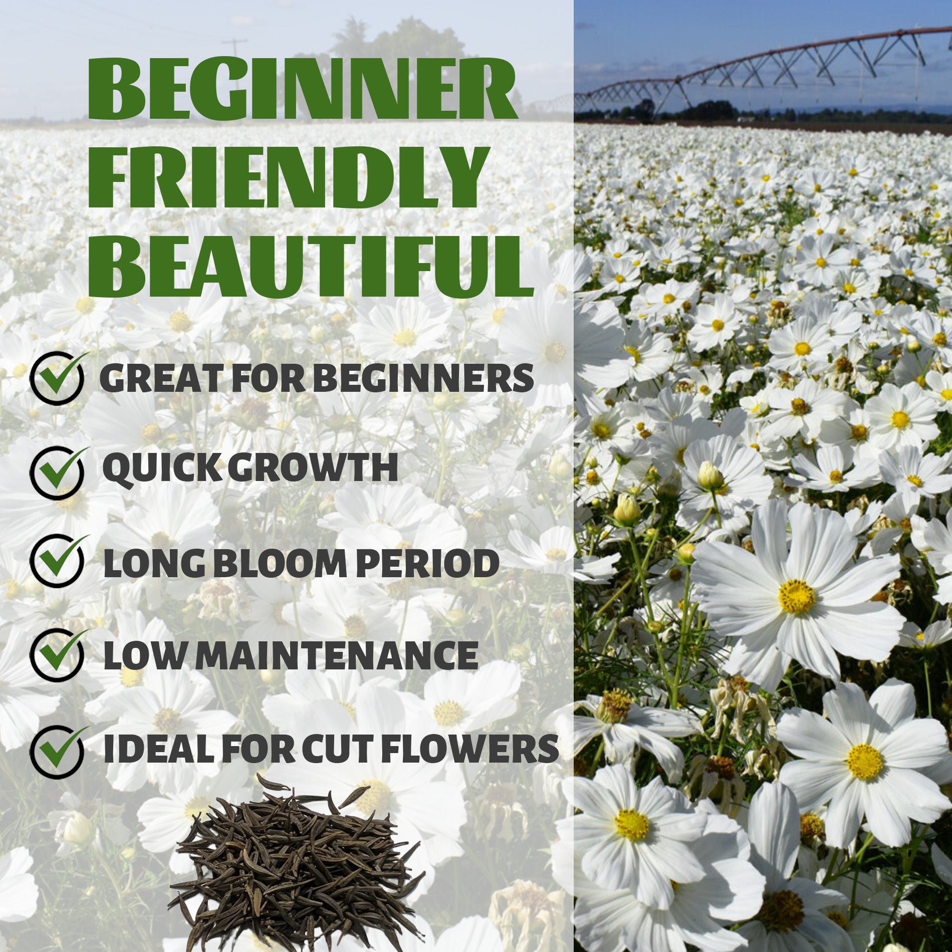Field of white flowers with text highlighting features like 'Great for Beginners', 'Quick Growth', 'Long Bloom Period', 'Low Maintenance', and 'Ideal for Cut Flowers'.Mexican Aster Cosmos Seeds