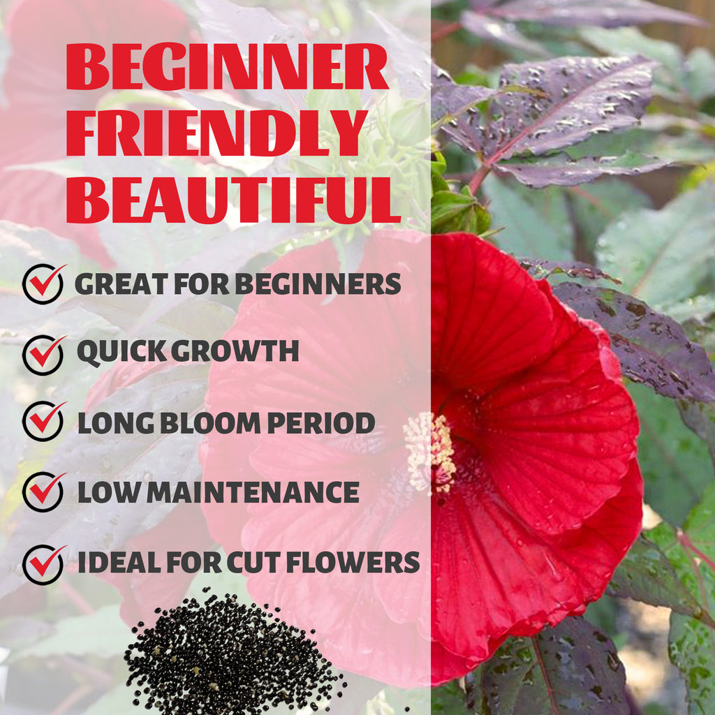 Mahogany Splendor Hibiscus Seeds Red flower with text highlighting features like 'Great for Beginners', 'Quick Growth', 'Long Bloom Period', 'Low Maintenance', and 'Ideal for Cut Flowers'.