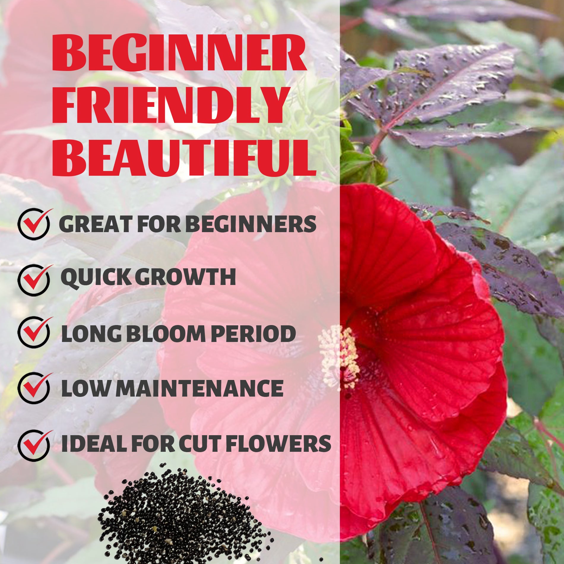 Mahogany Splendor Hibiscus Seeds Red flower with text highlighting features like 'Great for Beginners', 'Quick Growth', 'Long Bloom Period', 'Low Maintenance', and 'Ideal for Cut Flowers'.
