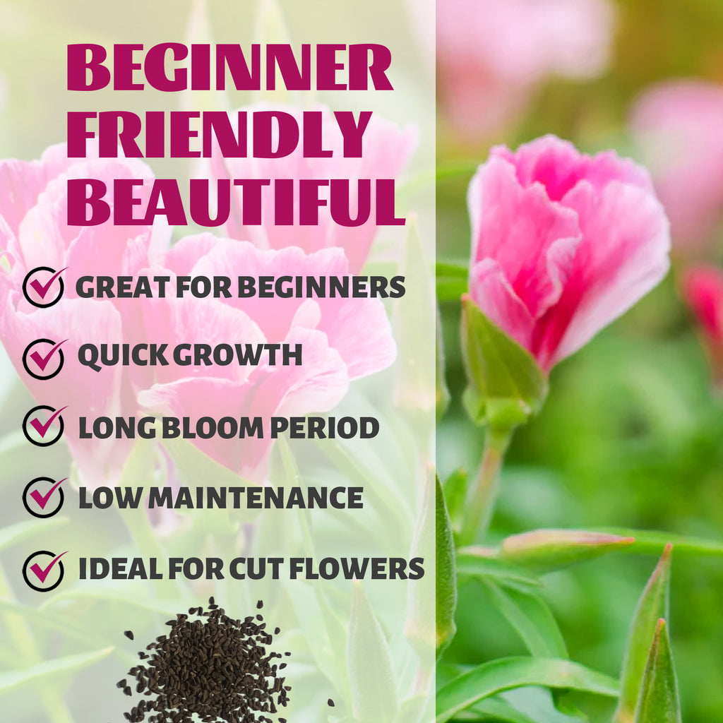 Pink flowers with text highlighting features like 'Great for Beginners', 'Quick Growth', 'Long Bloom Period', 'Low Maintenance', and 'Ideal for Cut Flowers'.Mountain Garland Clarkia Seeds