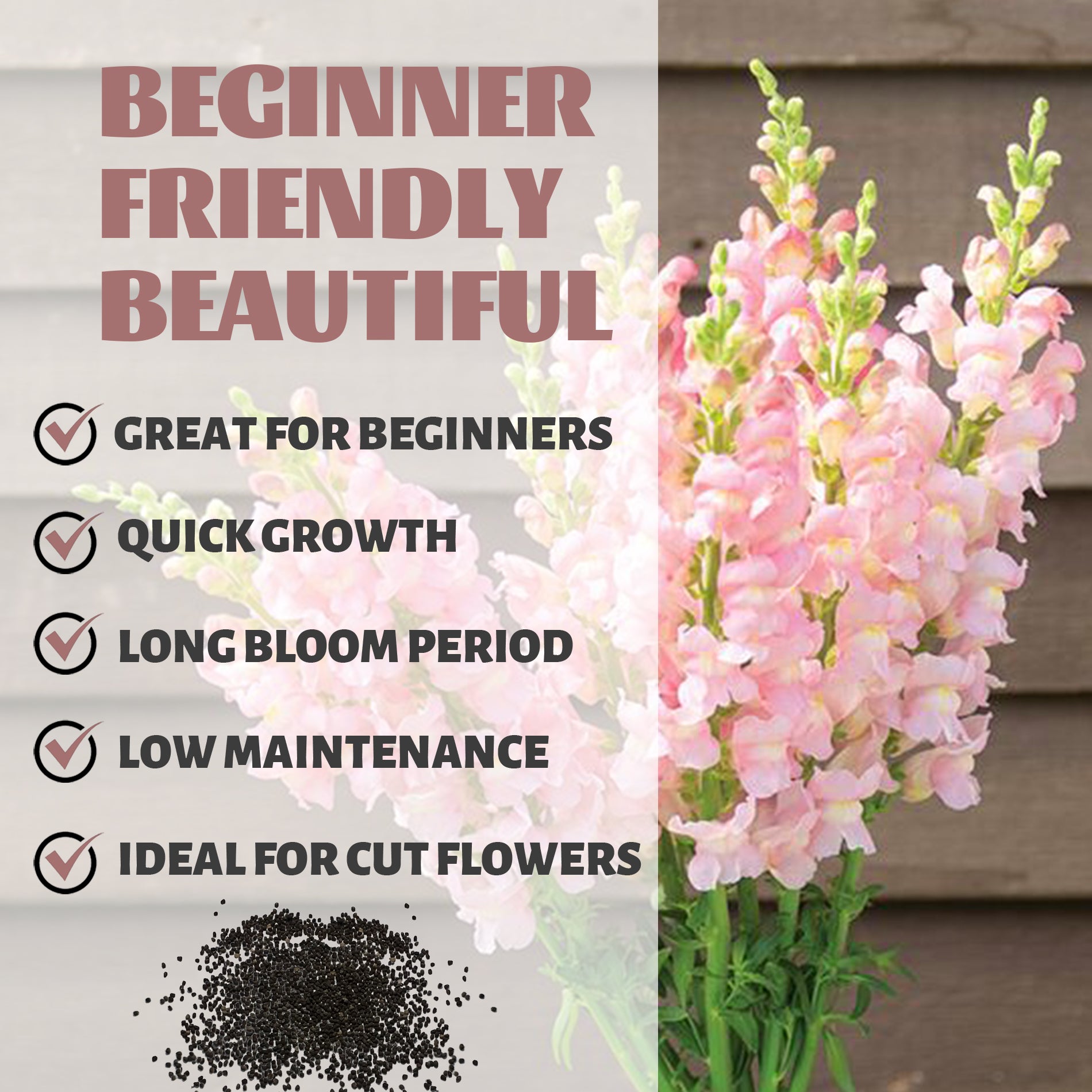 Tall Antirrhinum Snapdragon Seeds Pink flowers with text highlighting features like 'Great for Beginners', 'Quick Growth', 'Long Bloom Period', 'Low Maintenance', and 'Ideal for Cut Flowers'.