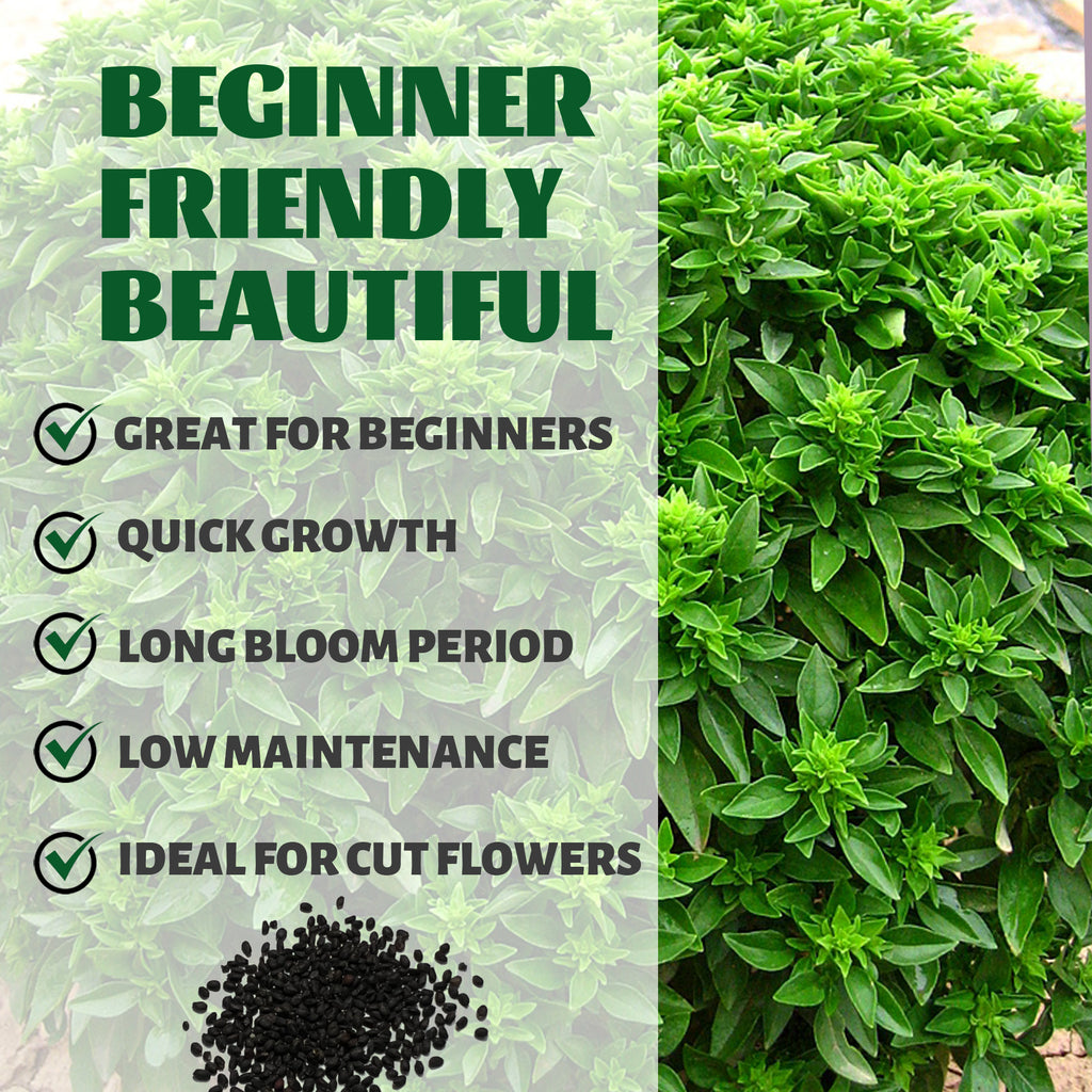 Green plant with text highlighting features like 'Great for Beginners', 'Quick Growth', 'Long Bloom Period', 'Low Maintenance', and 'Ideal for Cut Flowers'.Green Ornamental Basil Seeds 200Pcs
