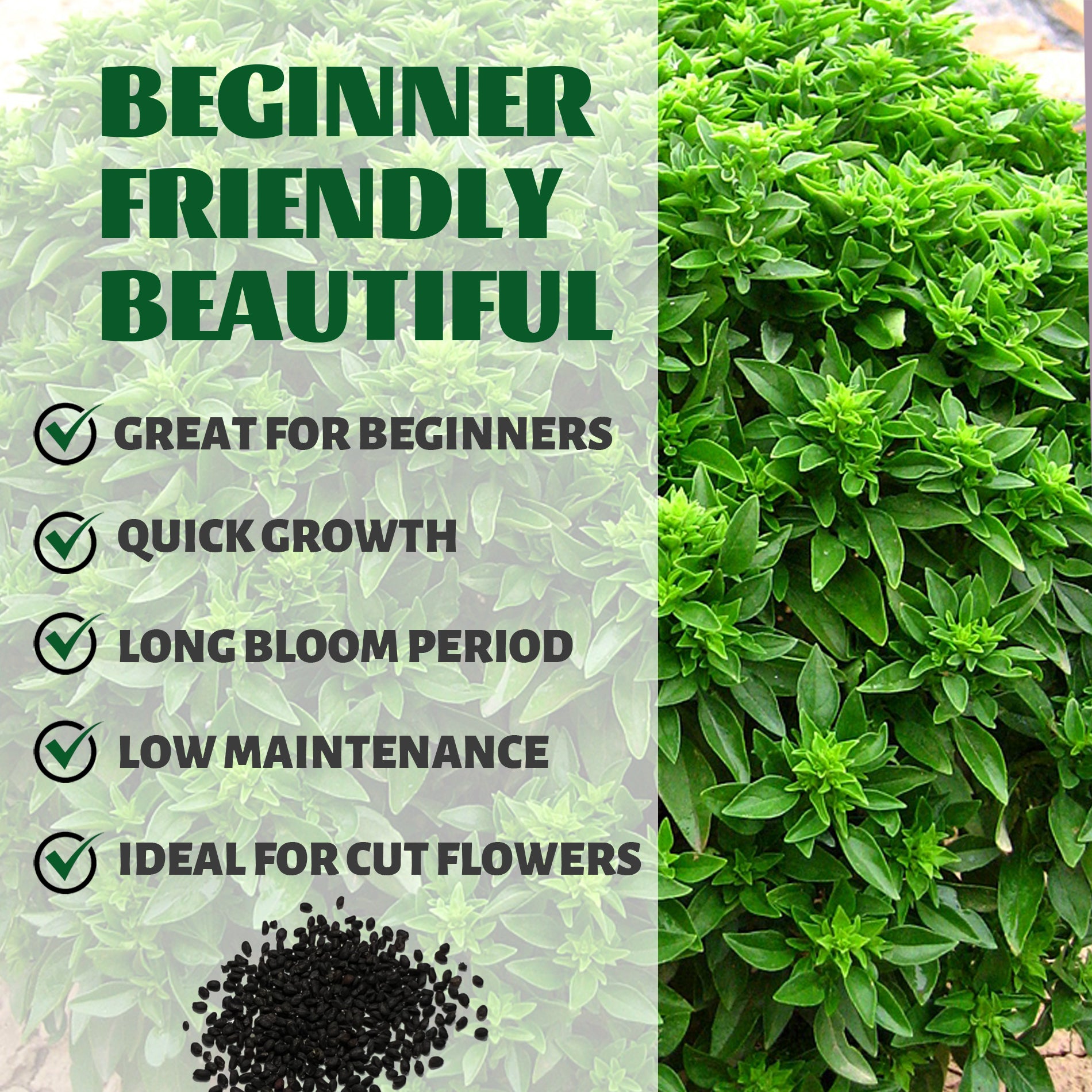 Green plant with text highlighting features like 'Great for Beginners', 'Quick Growth', 'Long Bloom Period', 'Low Maintenance', and 'Ideal for Cut Flowers'.Green Ornamental Basil Seeds 200Pcs