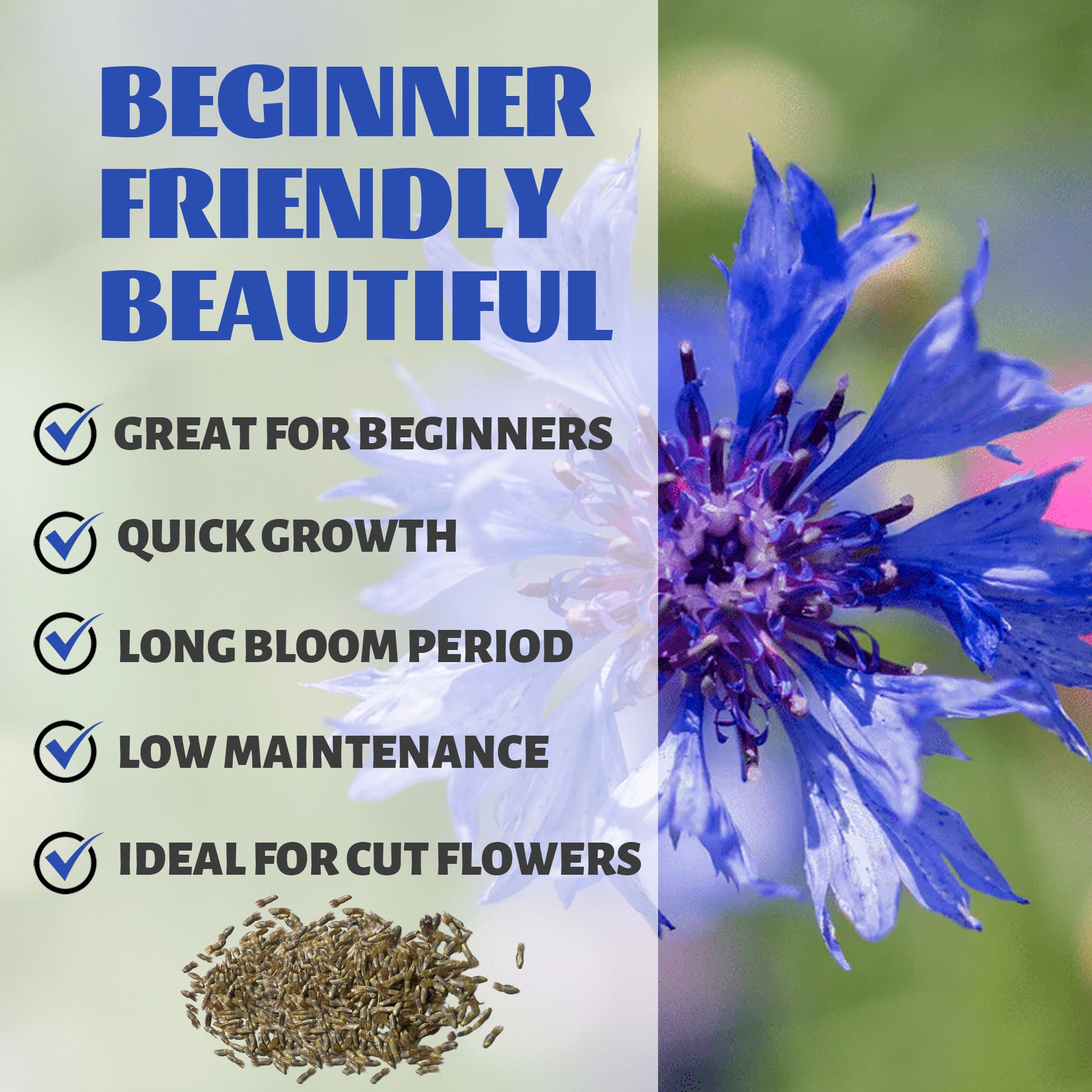 Blue cornflower with text about plant characteristics on a green background.Bachelor's Button Knapweed Cornflower Centaurea Seeds
