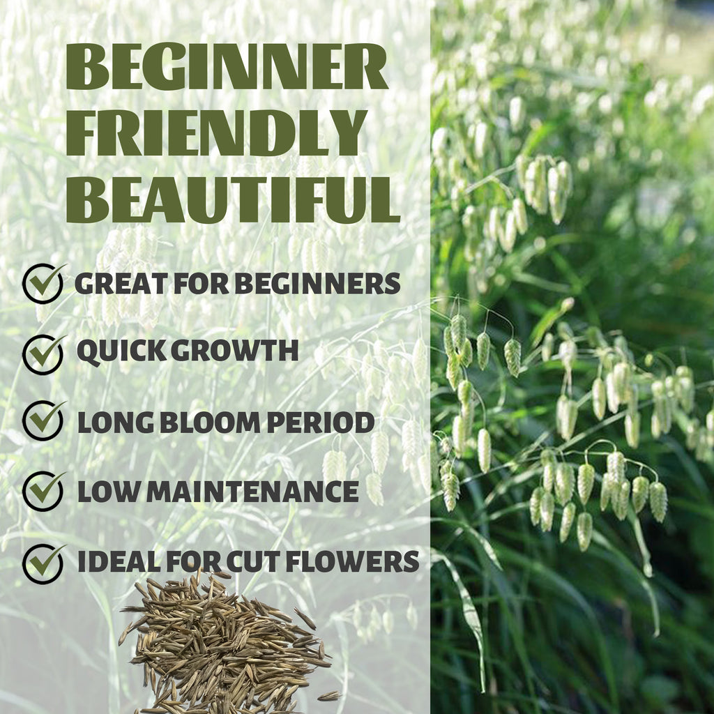  Greater Quaking Grass Ornamental Grass Seeds packet with grass seeds and text about the benefits of the seeds, set against a natural background.