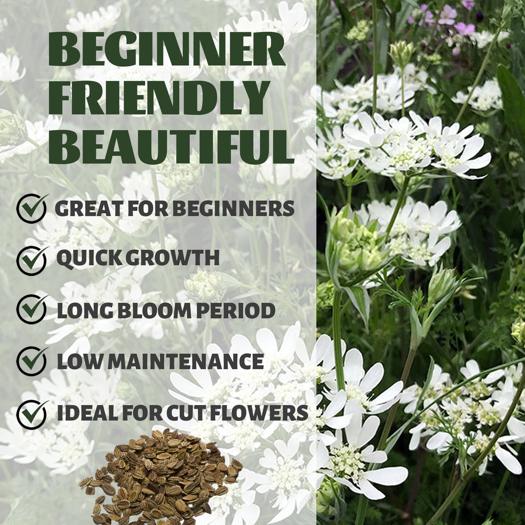 white lace flower seeds Orlaya Seeds