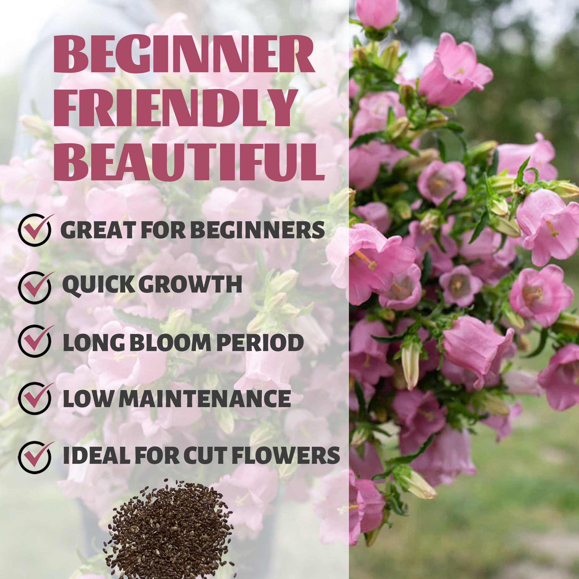 Bellflower Campanula Seeds Pink flowers with text highlighting features like 'Great for Beginners', 'Quick Growth', 'Long Bloom Period', 'Low Maintenance', and 'Ideal for Cut Flowers'.