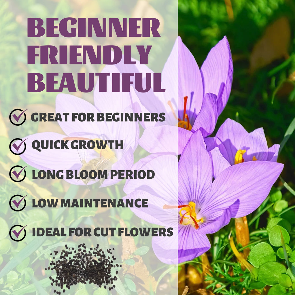 Autumn Saffron Crocus Seeds Purple flowers with text highlighting features like 'Great for Beginners', 'Quick Growth', 'Long Bloom Period', 'Low Maintenance', and 'Ideal for Cut Flowers'.