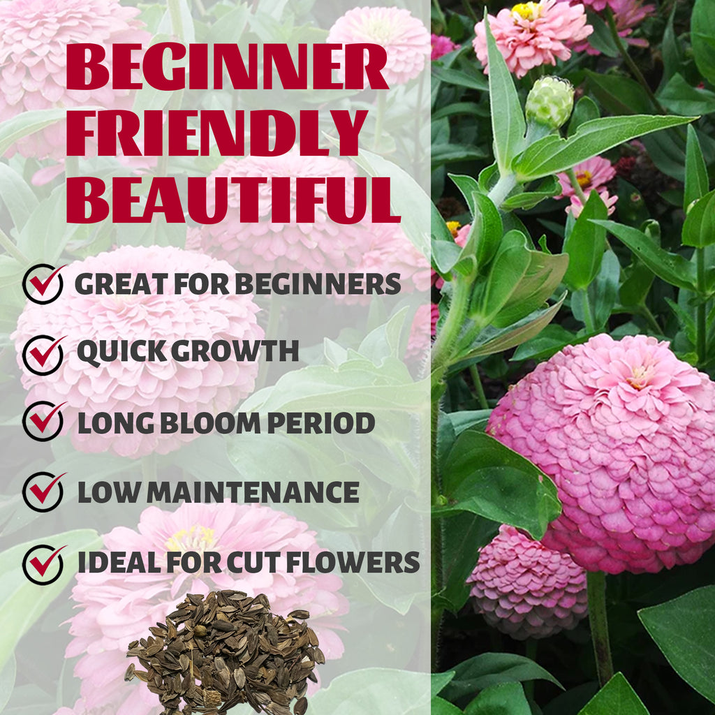 Zinnia Seeds Elegant Cut & Come Again Pink flowers with green leaves and text highlighting features like 'Great for Beginners', 'Quick Growth', 'Long Bloom Period', 'Low Maintenance', and 'Ideal for Cut Flowers'.