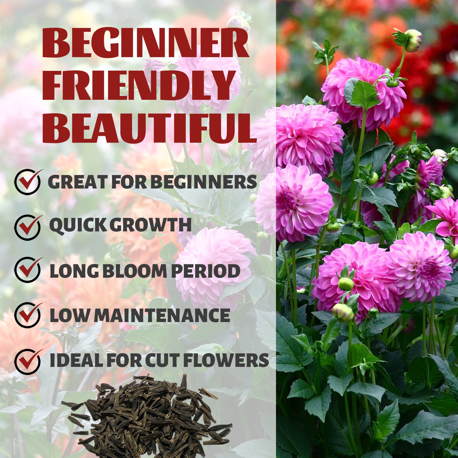 Gardening product with pink flowers, soil, and text highlighting features like 'Great for Beginners' and 'Quick Growth'.Figaro Double Flower Dahlia Seeds Mix Colors