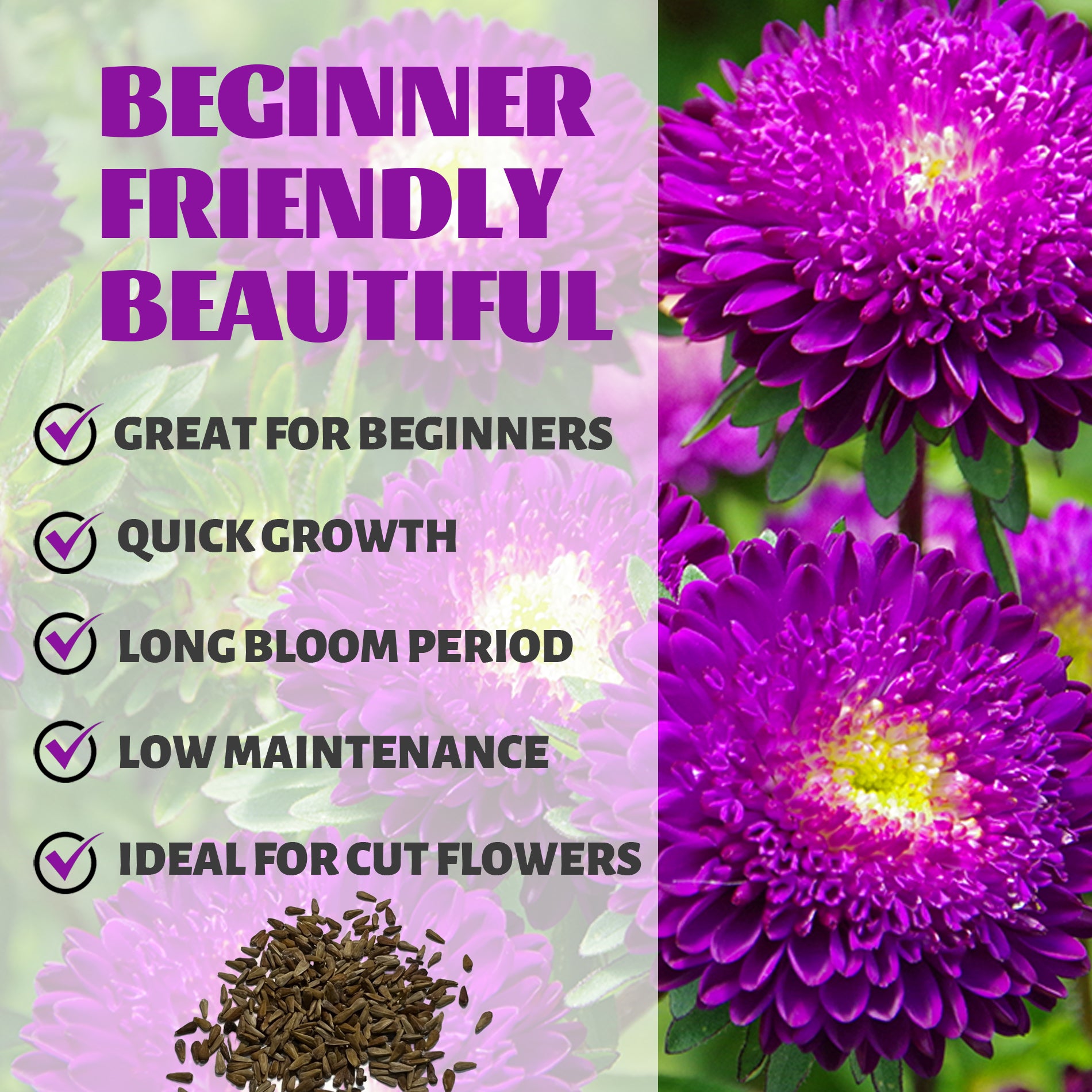 Cut Flower China Aster Seeds  Purple flowers with text highlighting features like 'Great for Beginners', 'Quick Growth', 'Long Bloom Period', 'Low Maintenance', and 'Ideal for Cut Flowers'.