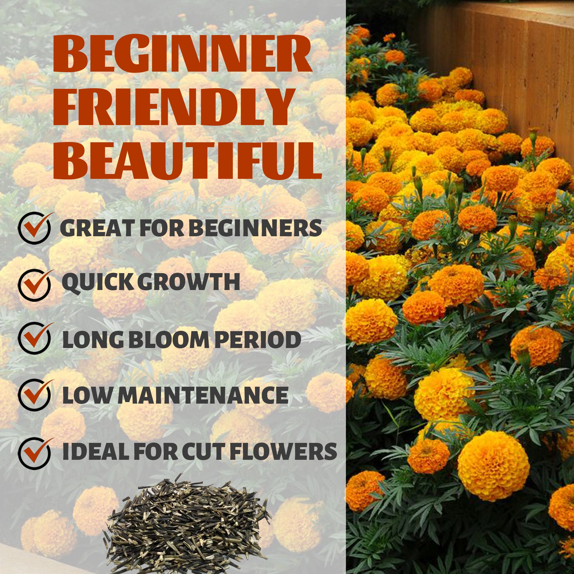 Orange marigold flowers with text highlighting features like 'Great for Beginners', 'Quick Growth', 'Long Bloom Period', 'Low Maintenance', and 'Ideal for Cut Flowers'.African Marigold Giant Marigold Seeds