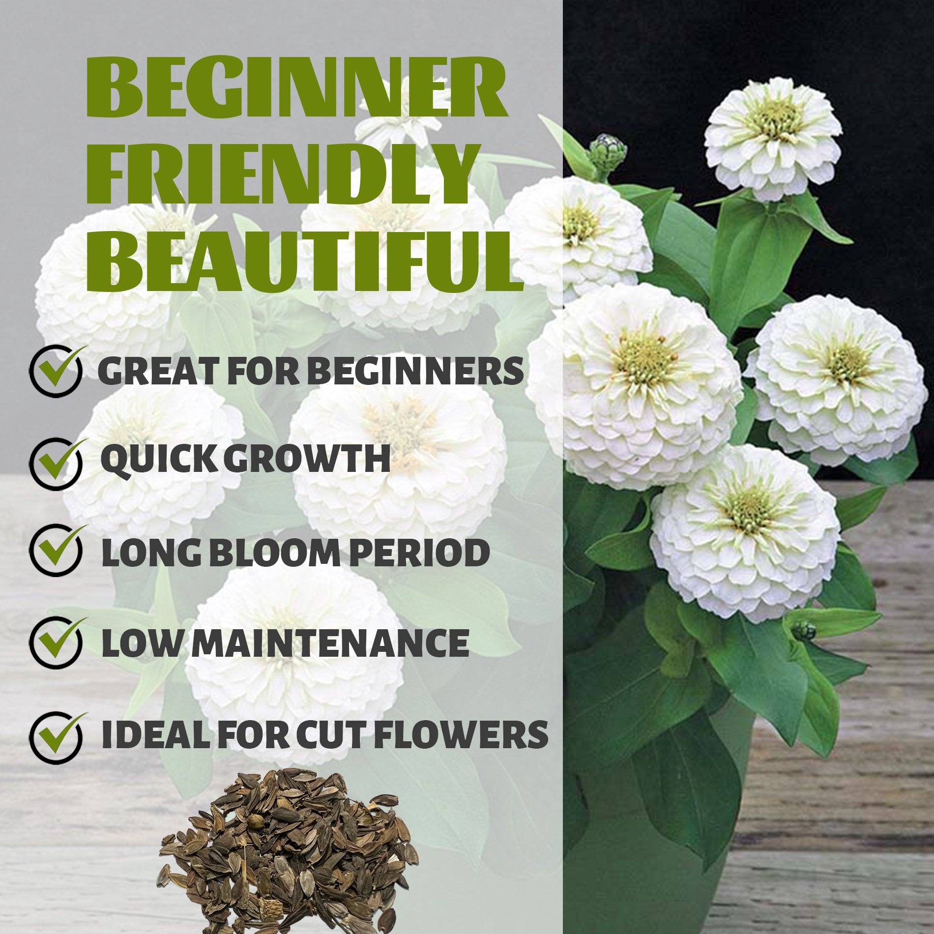 Elegant Cut & Come Again Zinnia Seeds White flowers in a vase with text highlighting features like 'Great for Beginners', 'Quick Growth', 'Long Bloom Period', 'Low Maintenance', and 'Ideal for Cut Flowers'.