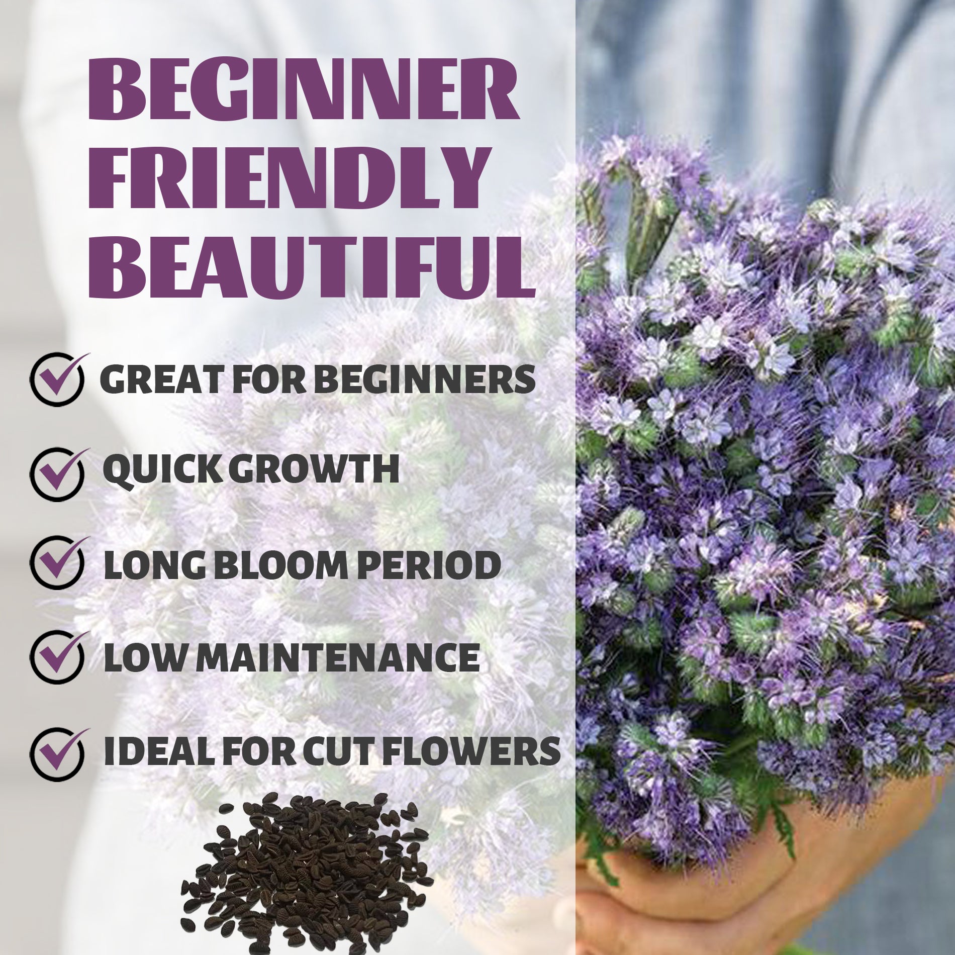 Bouquet of Phacelia Seeds purple flowers with text highlighting features like 'Great for Beginners', 'Quick Growth', 'Long Bloom Period', 'Low Maintenance', and 'Ideal for Cut Flowers'.