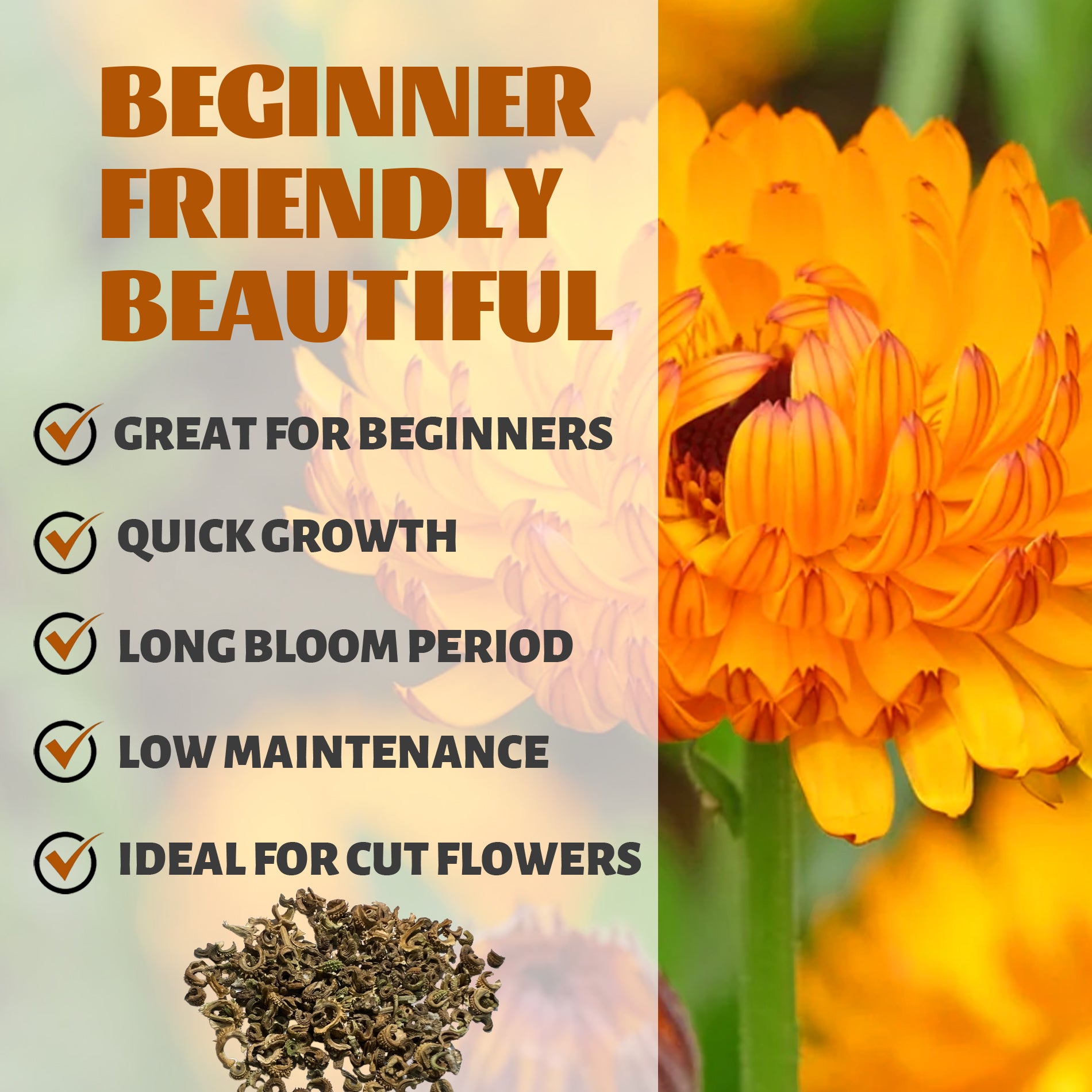 Pot Marigold Calendula Seeds Orange flower with text about plant characteristics on a blurred natural background