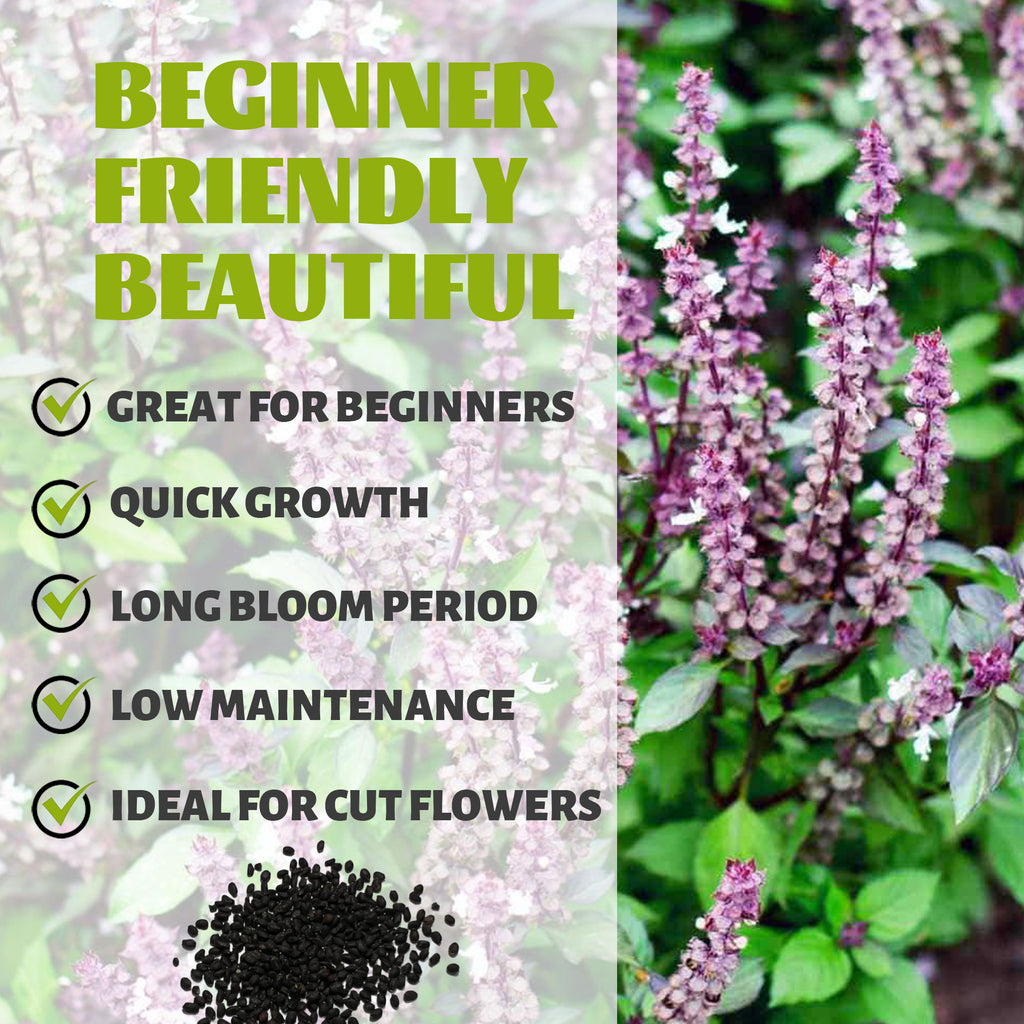 Purple flowers with text highlighting features like 'Great for Beginners', 'Quick Growth', 'Long Bloom Period', 'Low Maintenance', and 'Ideal for Cut Flowers'.Ornamental Basil Seeds