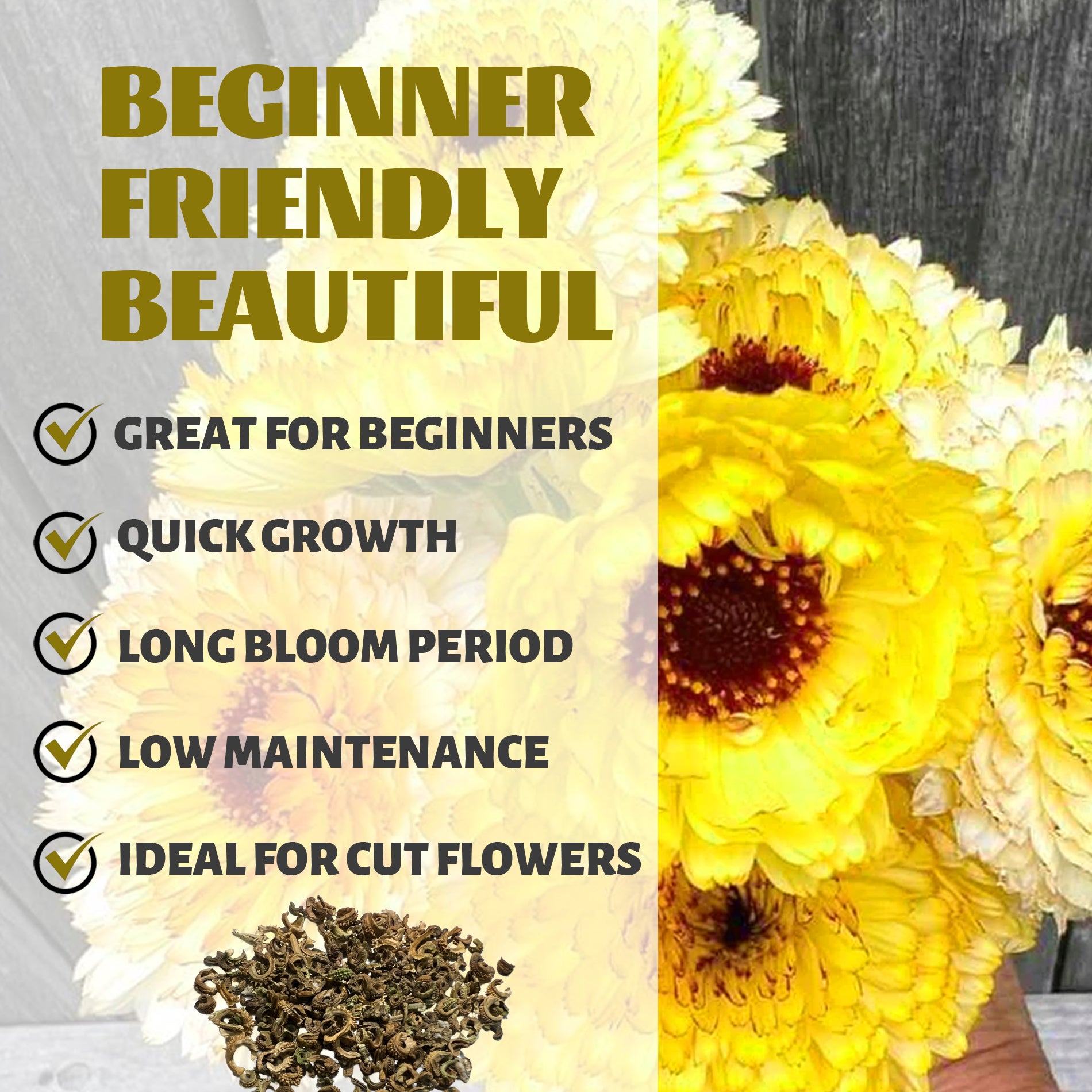 English Marigold Scotch Marigold Calendula Seeds Yellow flowers with text highlighting features like 'Great for Beginners', 'Quick Growth', 'Long Bloom Period', 'Low Maintenance', and 'Ideal for Cut Flowers'.