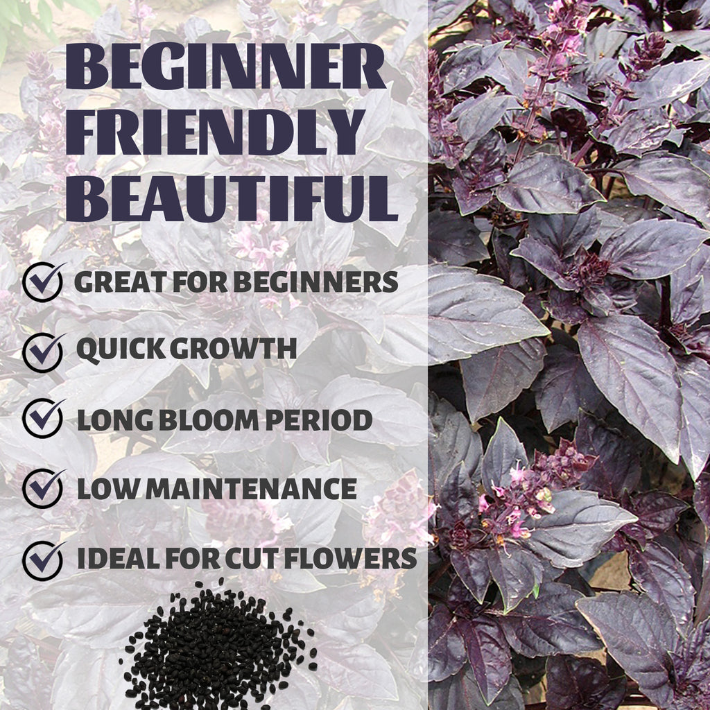 Ornamental Basil Seeds Purple flowers with text about being beginner-friendly, great for beginners, quick growth, long bloom period, low maintenance, and ideal for cut flowers.