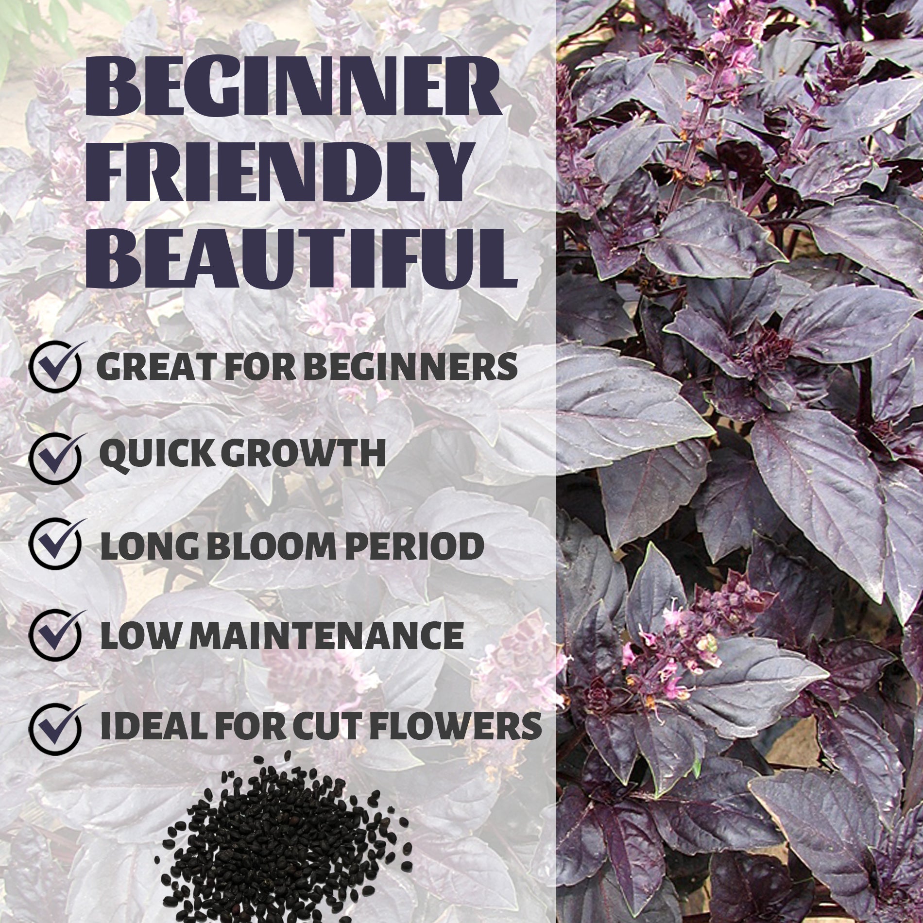 Ornamental Basil Seeds Purple flowers with text about being beginner-friendly, great for beginners, quick growth, long bloom period, low maintenance, and ideal for cut flowers.