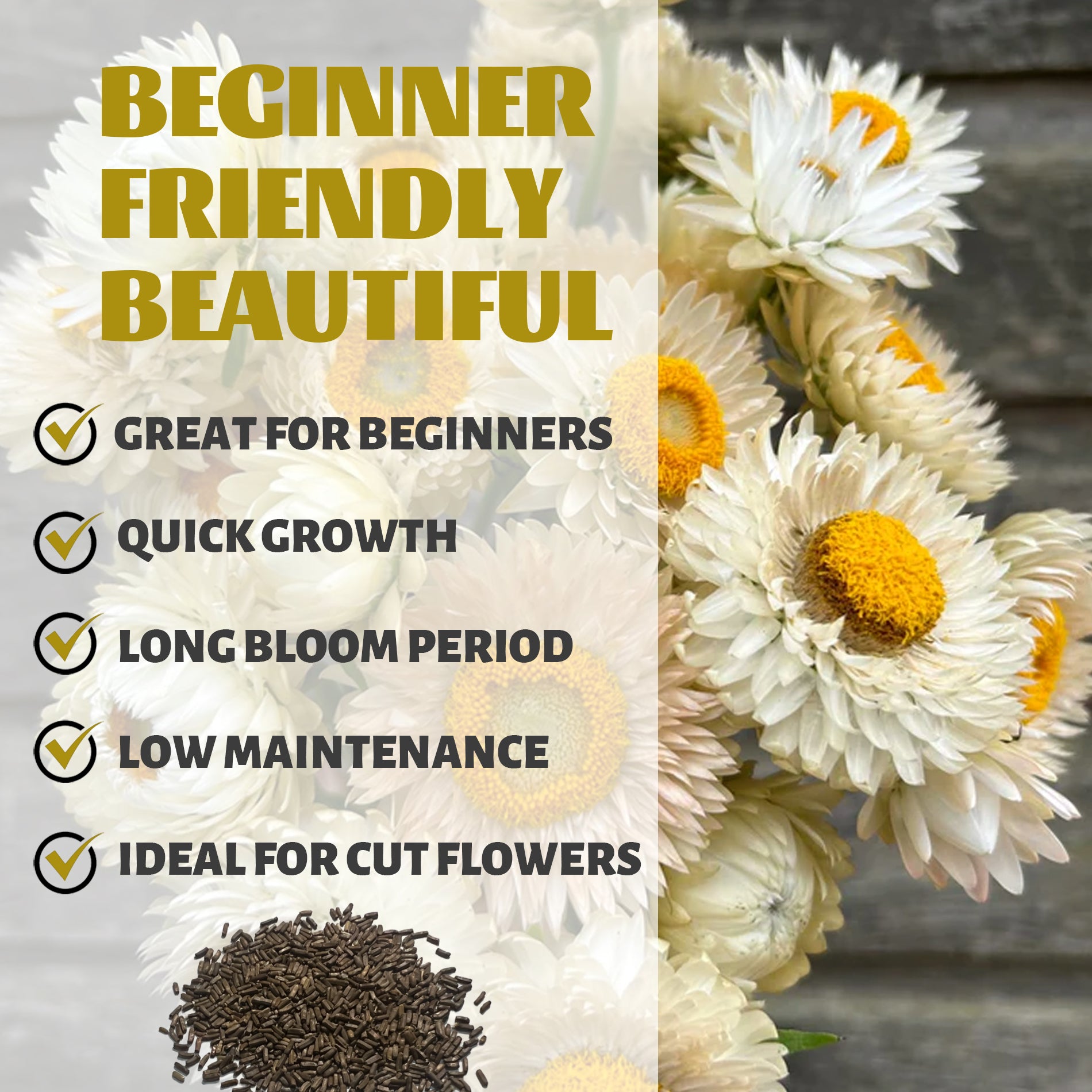 Floral arrangement with text highlighting features like 'Great for Beginners', 'Quick Growth', 'Long Bloom Period', 'Low Maintenance', and 'Ideal for Cut Flowers'.Everlasting Flower Strawflower Seeds