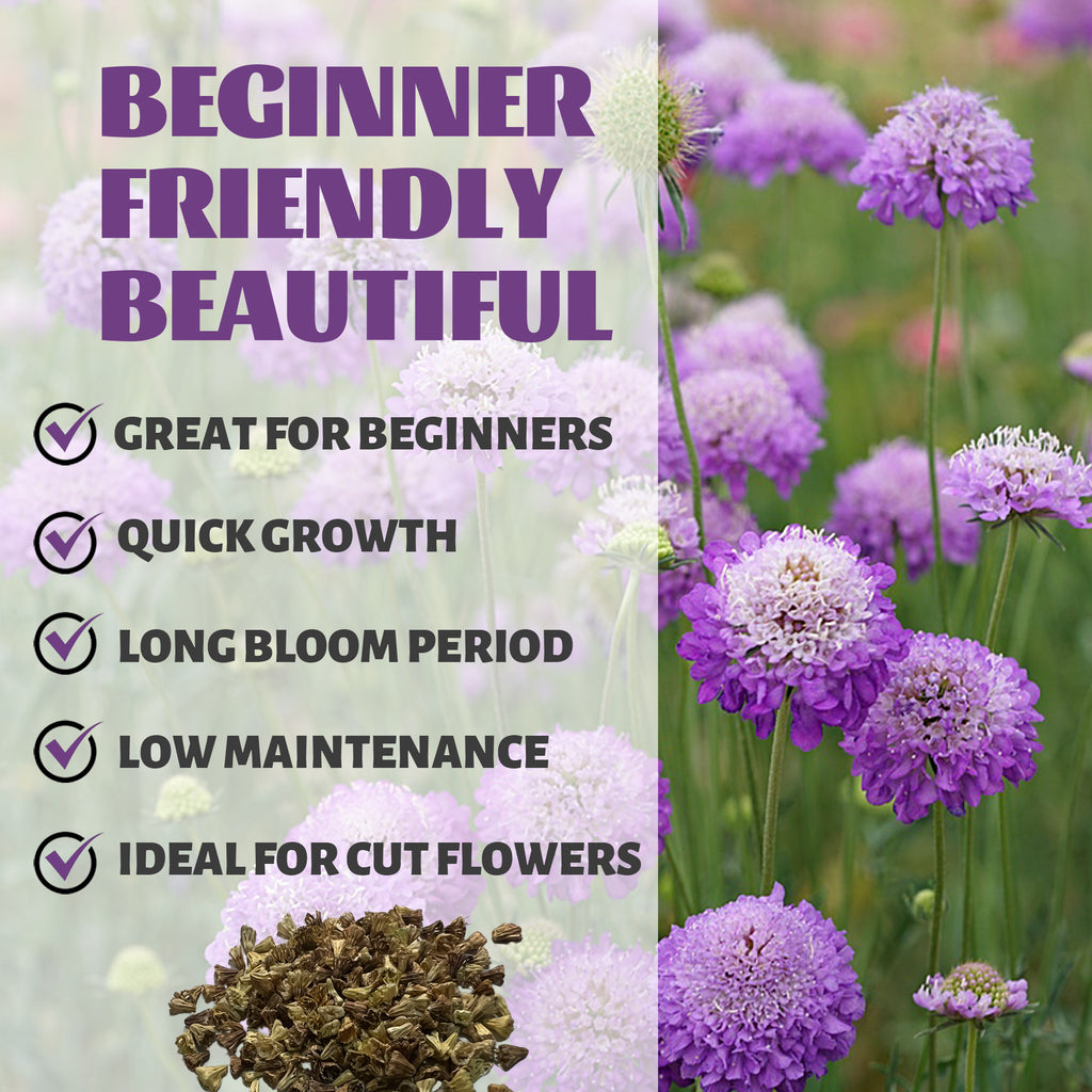 Pincushion Flower Scabiosa Seeds Purple flowers with text highlighting features like 'Great for Beginners', 'Quick Growth', 'Long Bloom Period', 'Low Maintenance', and 'Ideal for Cut Flowers'.