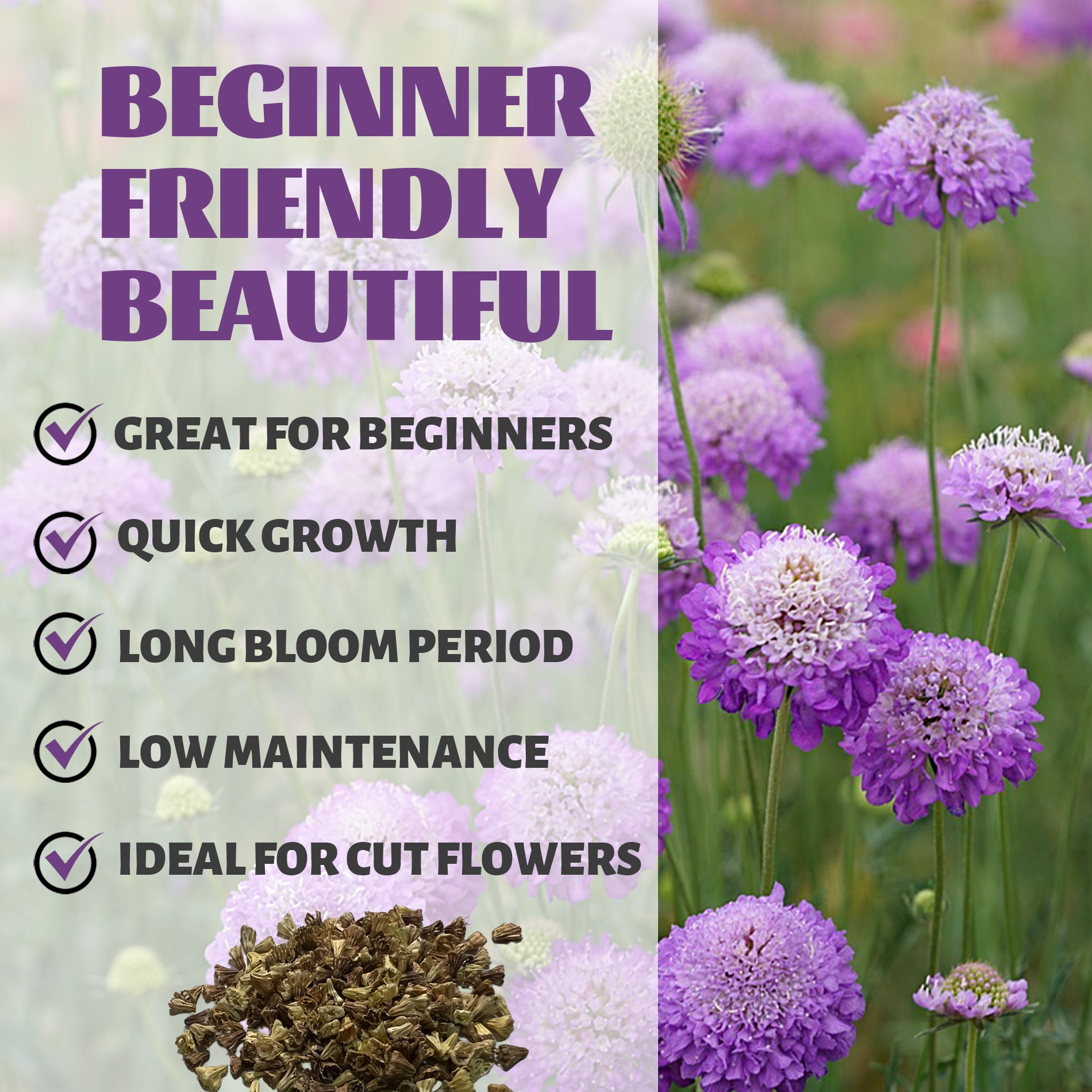Pincushion Flower Scabiosa Seeds Purple flowers with text highlighting features like 'Great for Beginners', 'Quick Growth', 'Long Bloom Period', 'Low Maintenance', and 'Ideal for Cut Flowers'.