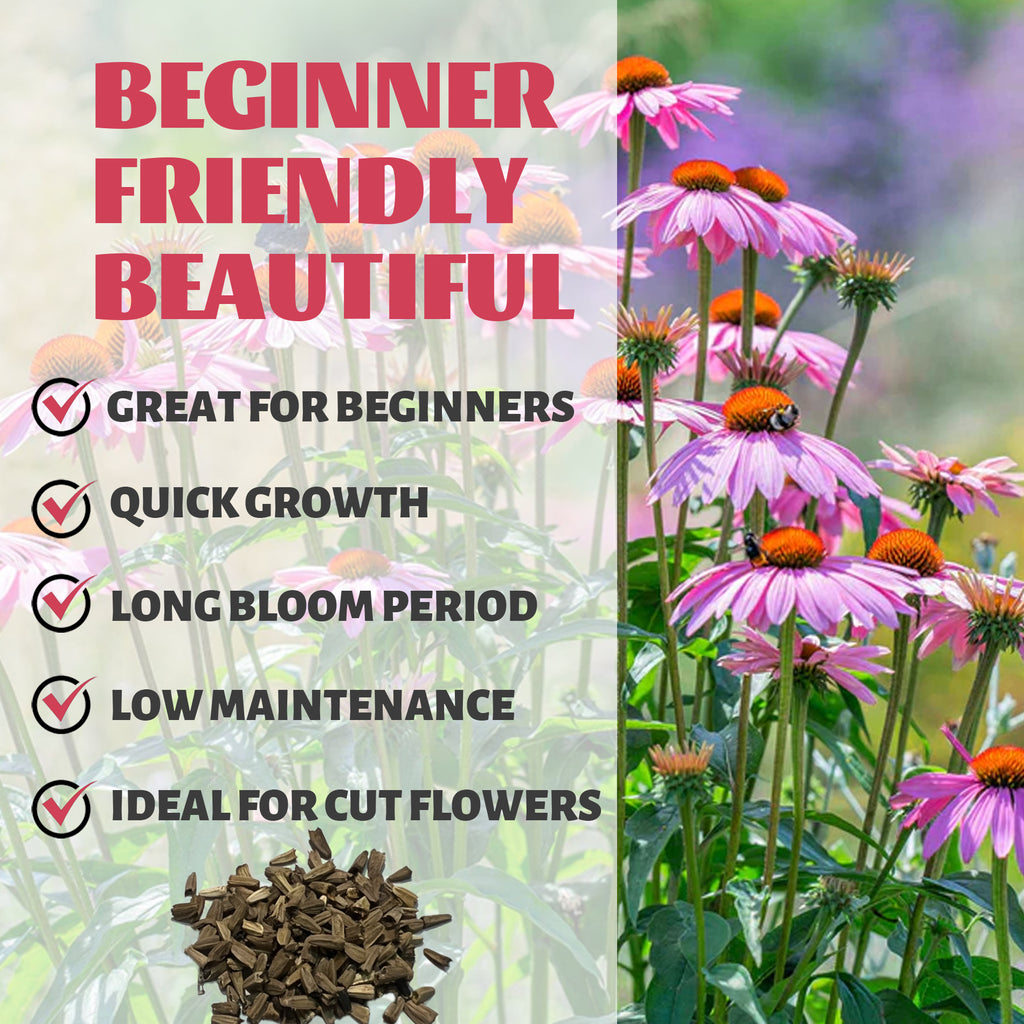 Purple coneflowers with text highlighting features like 'Great for Beginners', 'Quick Growth', 'Long Bloom Period', 'Low Maintenance', and 'Ideal for Cut Flowers'.Coneflower Echinacea Seeds