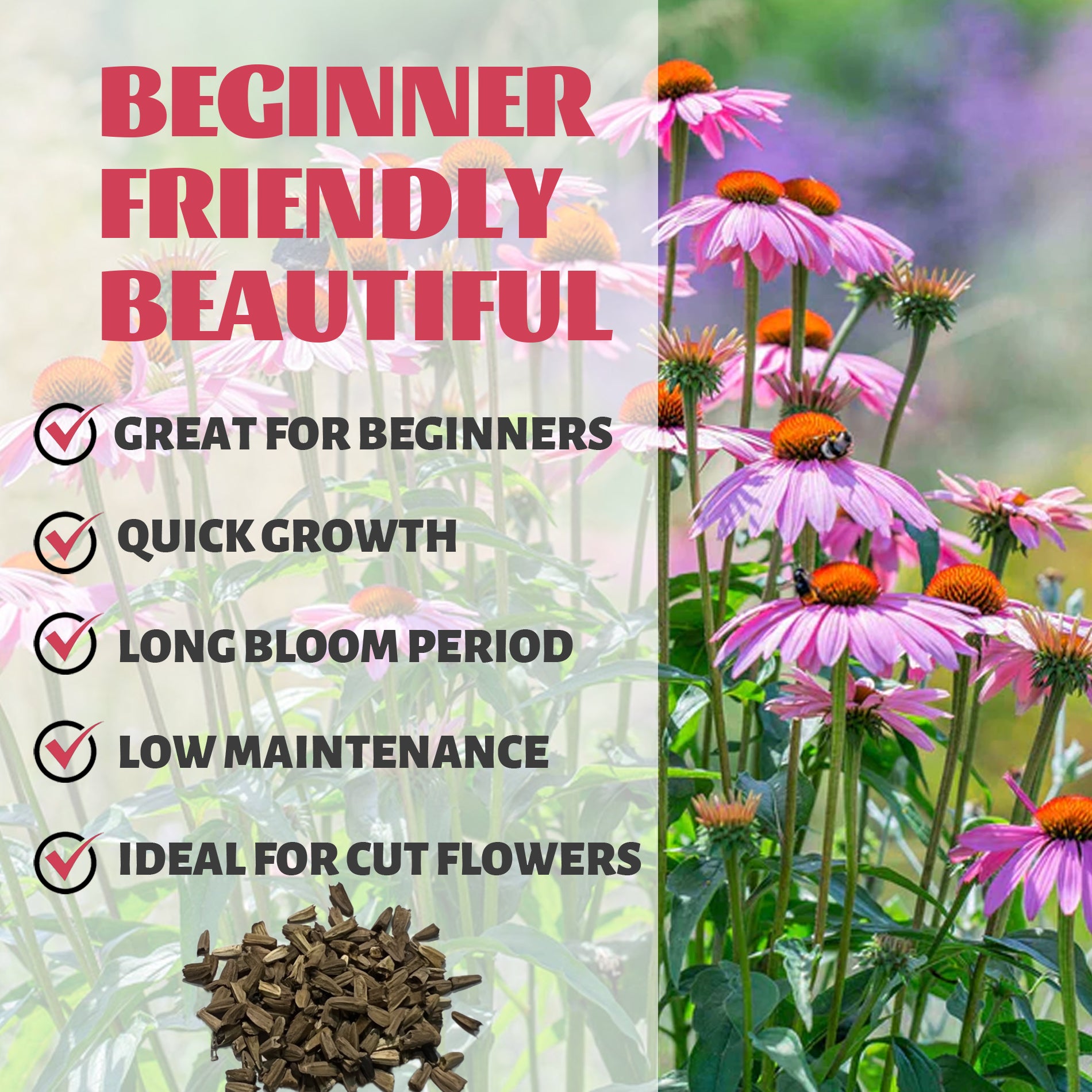 Purple coneflowers with text highlighting features like 'Great for Beginners', 'Quick Growth', 'Long Bloom Period', 'Low Maintenance', and 'Ideal for Cut Flowers'.Coneflower Echinacea Seeds