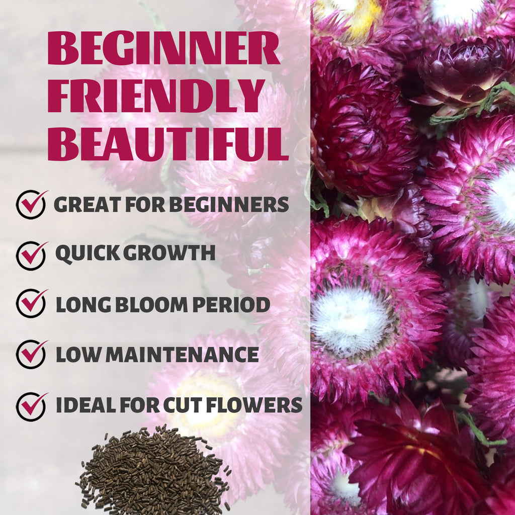 Everlasting Flower Strawflower Seeds Pink flowers with text highlighting features like 'Great for Beginners', 'Quick Growth', 'Long Bloom Period', 'Low Maintenance', and 'Ideal for Cut Flowers'.