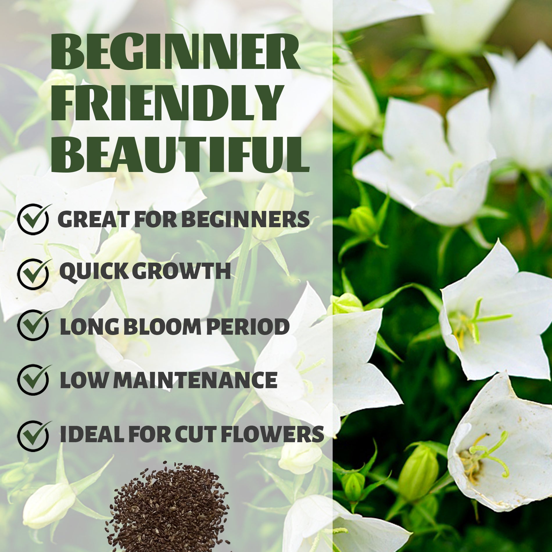 Bellflower Campanula Seeds White flowers with text highlighting features like 'Great for Beginners', 'Quick Growth', 'Long Bloom Period', 'Low Maintenance', and 'Ideal for Cut Flowers'.