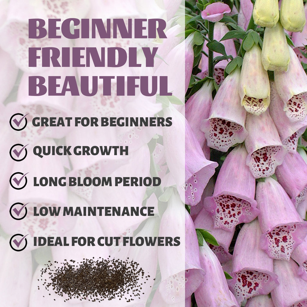 Pink foxglove flowers with text about plant characteristics on a light pink background.Foxglove Spires Digitalis Seeds