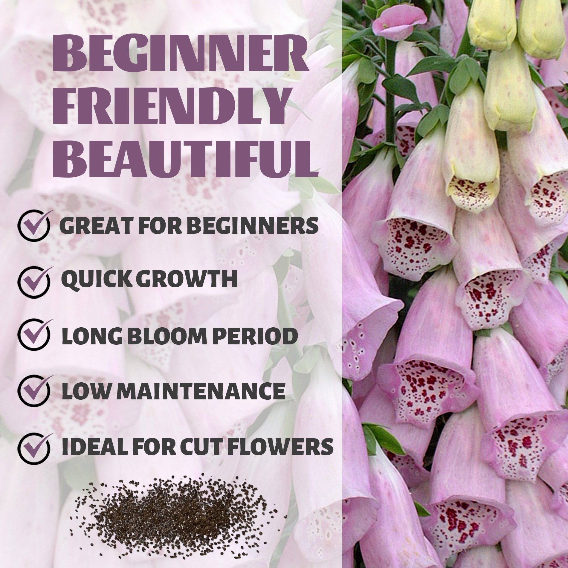 Pink foxglove flowers with text about plant characteristics on a light pink background.Foxglove Spires Digitalis Seeds