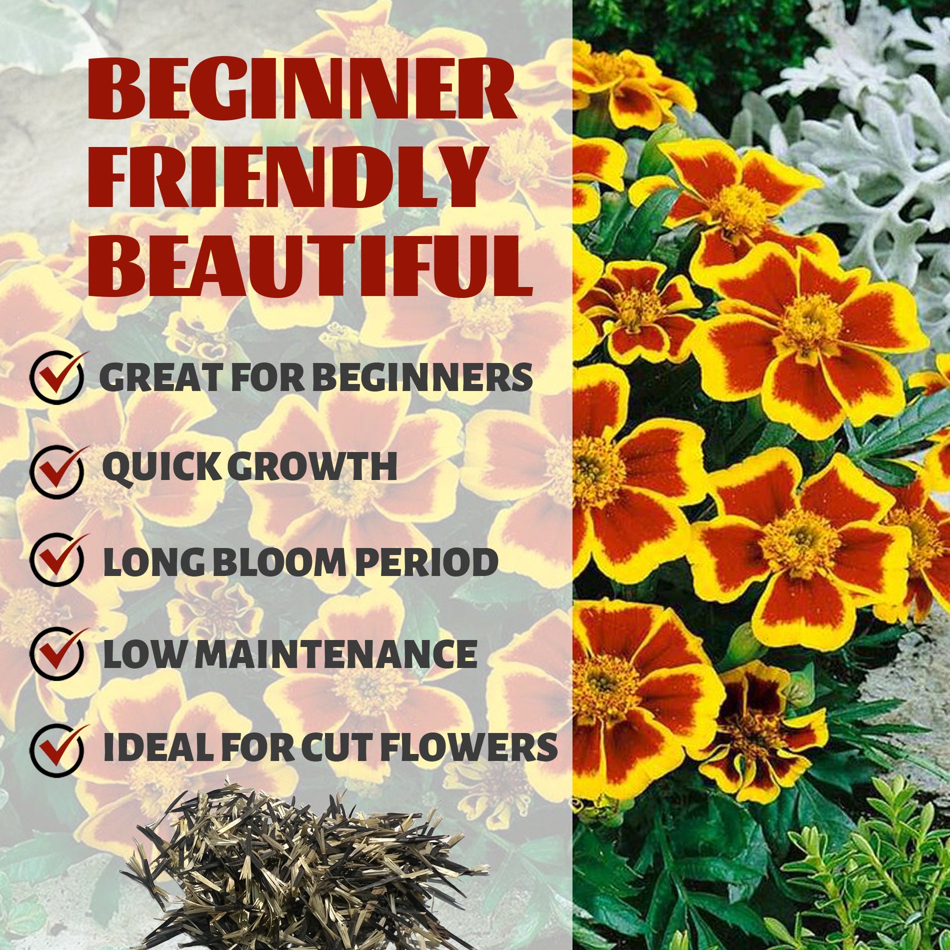 Queen Sophia Marigold Seeds Floral arrangement with text highlighting features like 'Great for Beginners', 'Quick Growth', 'Long Bloom Period', 'Low Maintenance', and 'Ideal for Cut Flowers'.
