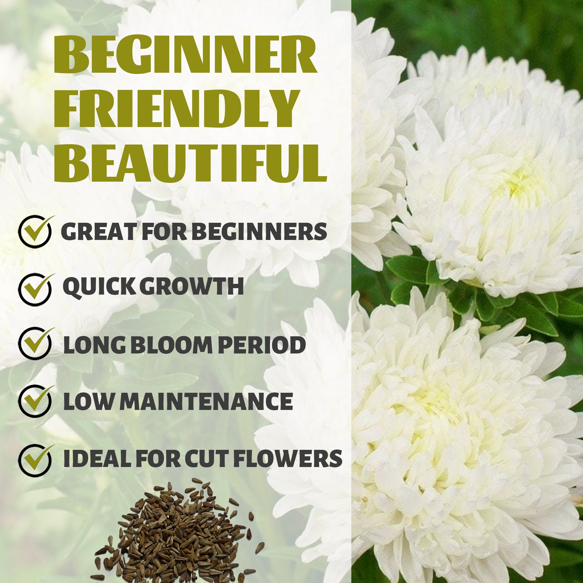Professional Cut Variety Aster Seeds White flowers with text highlighting features like 'Great for Beginners', 'Quick Growth', 'Long Bloom Period', 'Low Maintenance', and 'Ideal for Cut Flowers'.